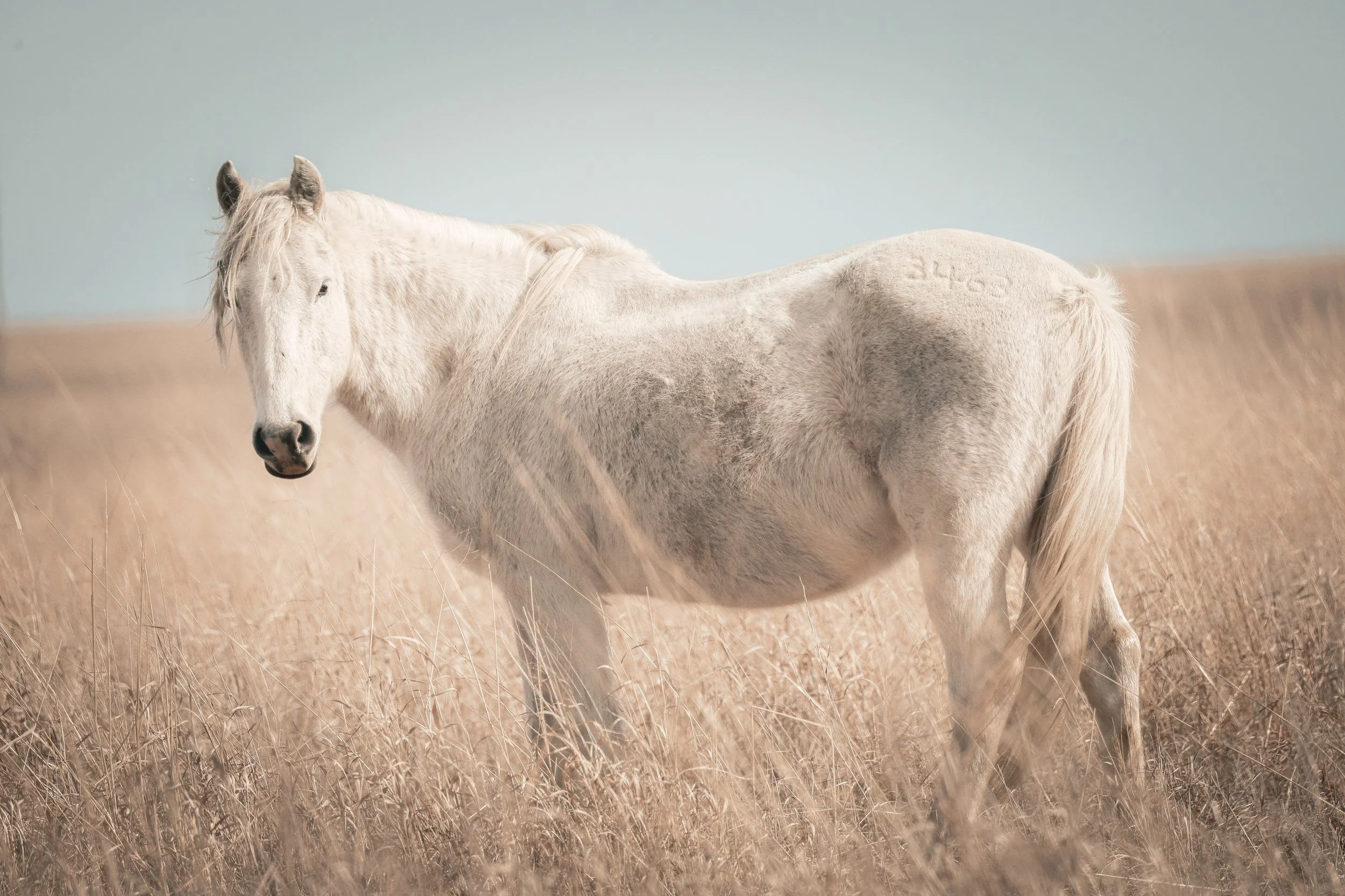 Pale against the tall prairie grass, this wild horse carried the quiet freedom of the Kansas land.