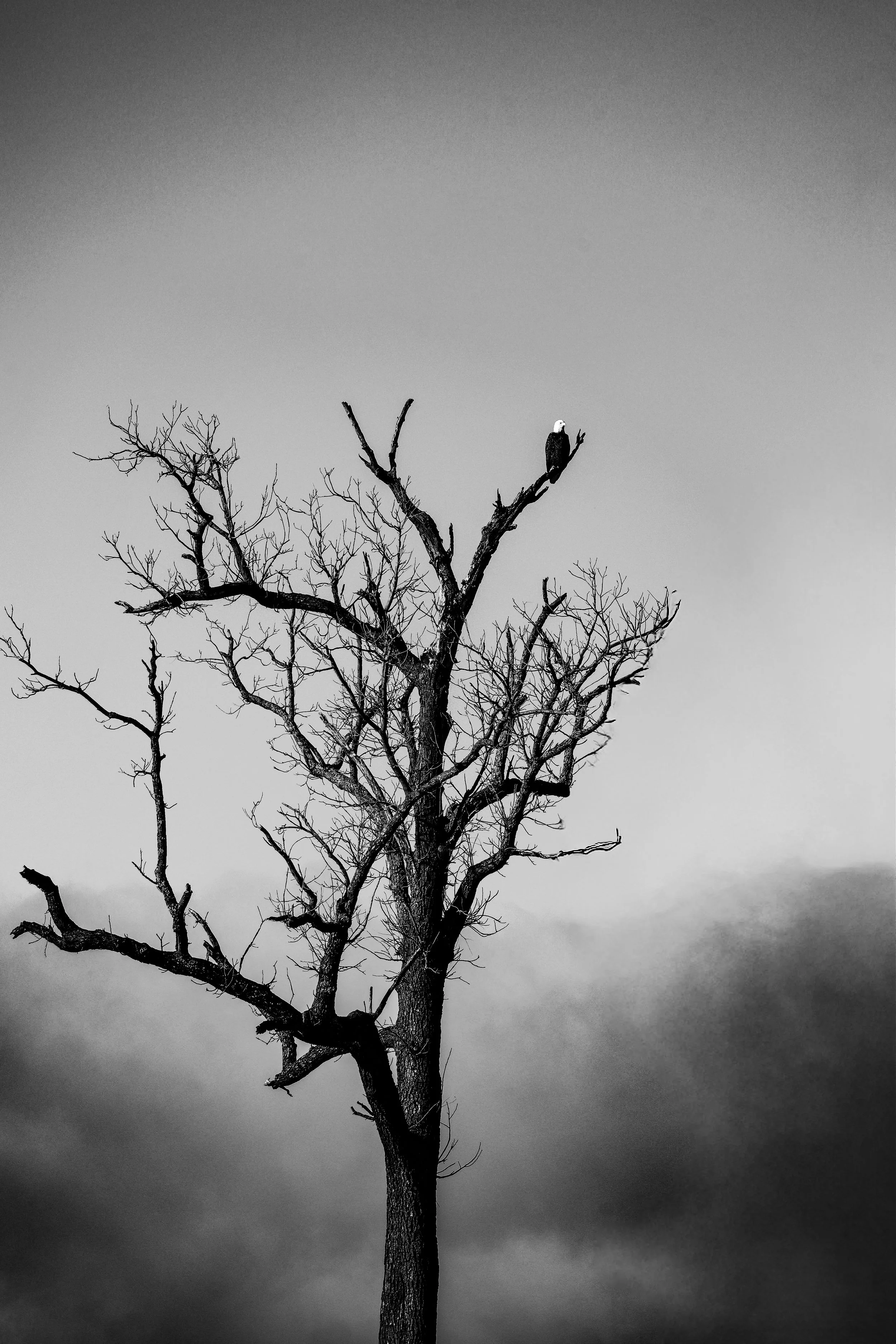 Perched high above the darkening sky, this eagle feels solitary, watchful, and unshaken.