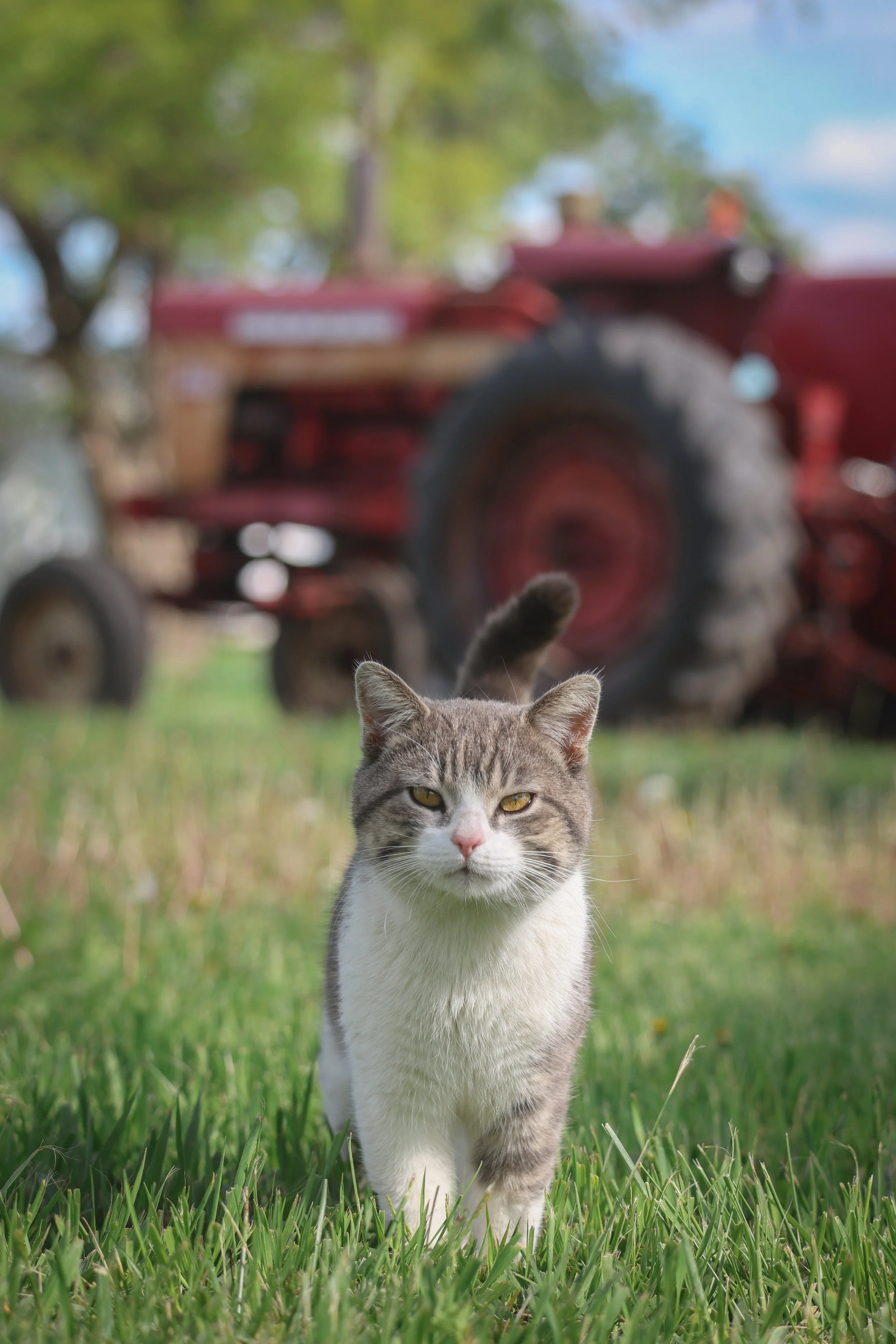 I aimed for the tractor, but the farm cat stole the shot.