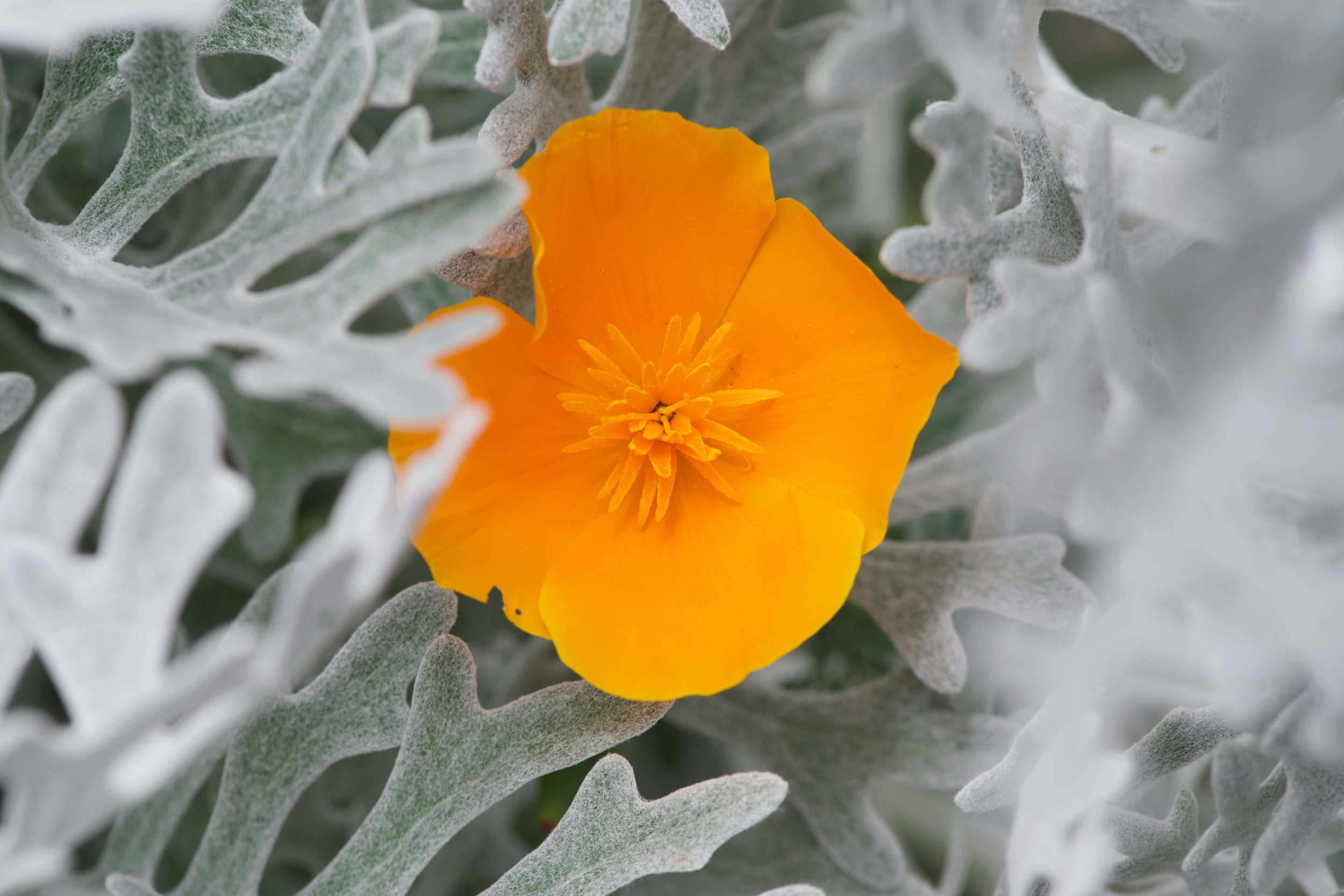Close-up of a yellow poppy flower surrounded by silvery-gray, fuzzy, deeply lobed leaves.
