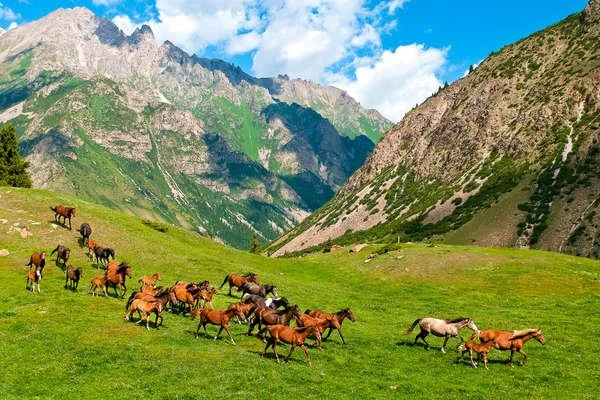 kirghisztan-celestian-mountains-horseback-trails-equus-journeys-24-10796.jpg