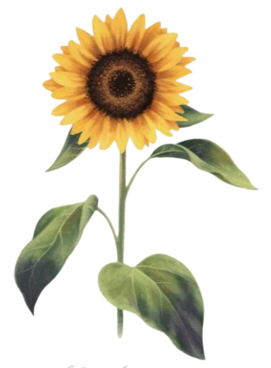 An abstract outline icon with a rainbow-shaped pattern within a circle shape.