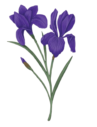 An abstract outline icon with a starburst contained within a circle shape.