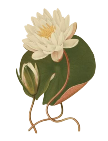 An abstract outline icon with diagonal lines within a circle shape.