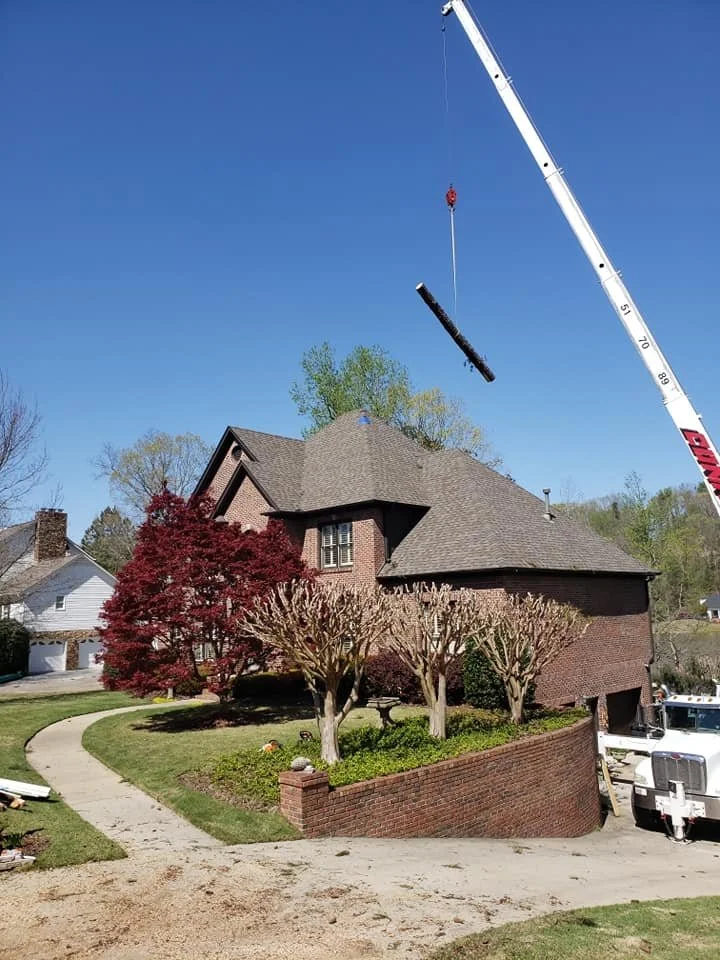 Local tree trimming company in DeSoto County MS providing cleanup and yard maintenance.