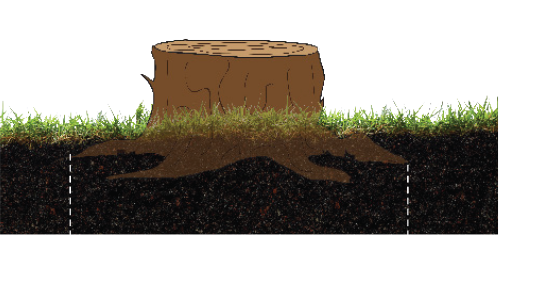 42inch-Root-Base-Stump-Illustration.png