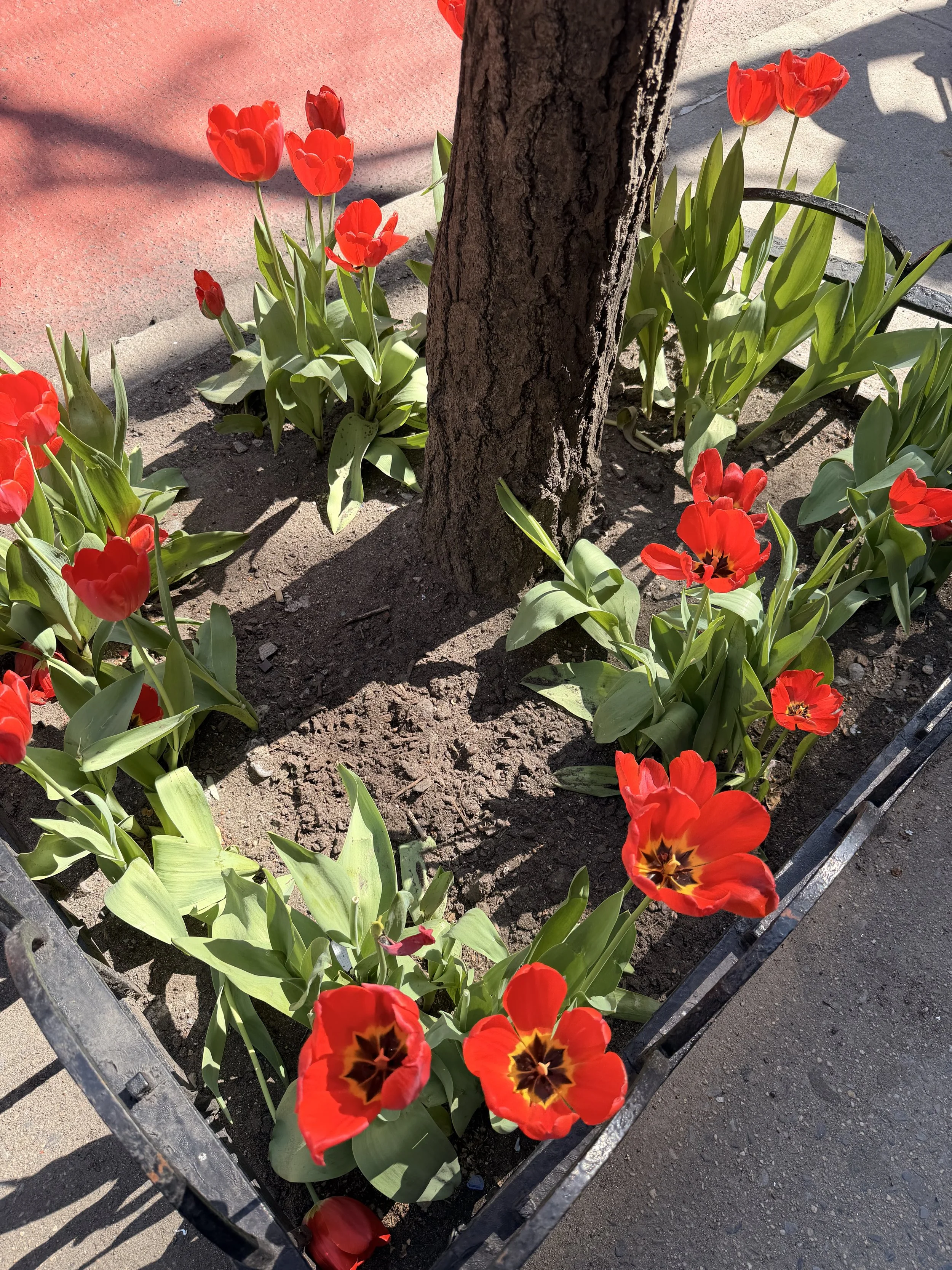 Stop and Notice the Flowers