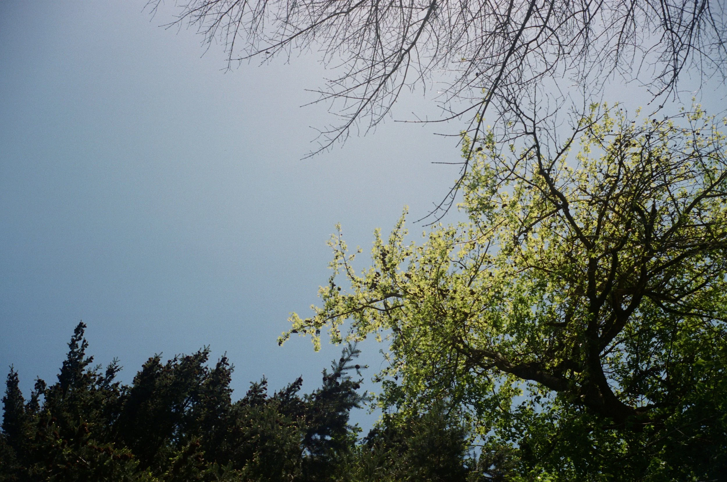 Rollei 35 - Portra 400