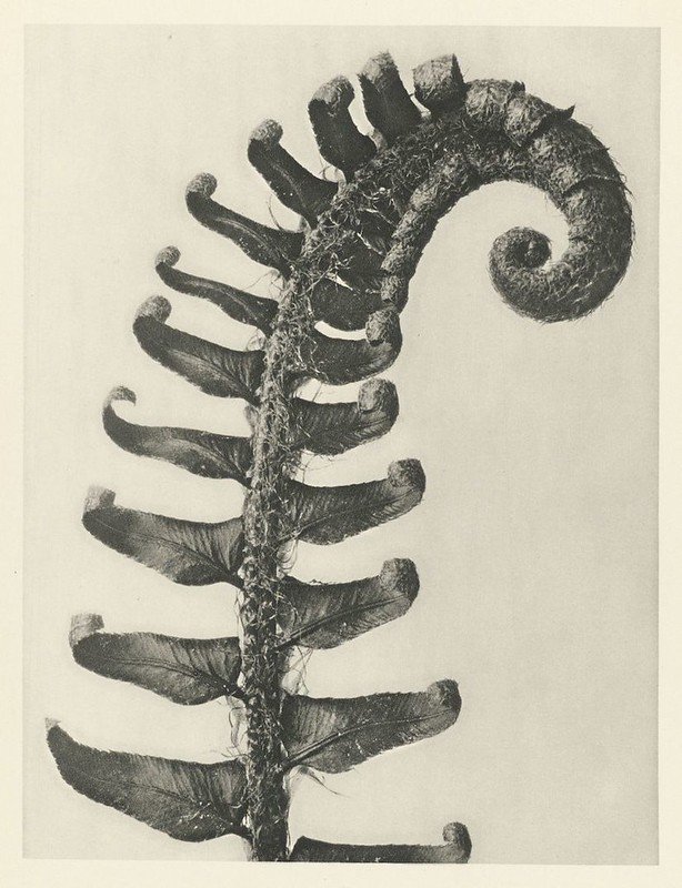 Black and white vintage photo of a fern