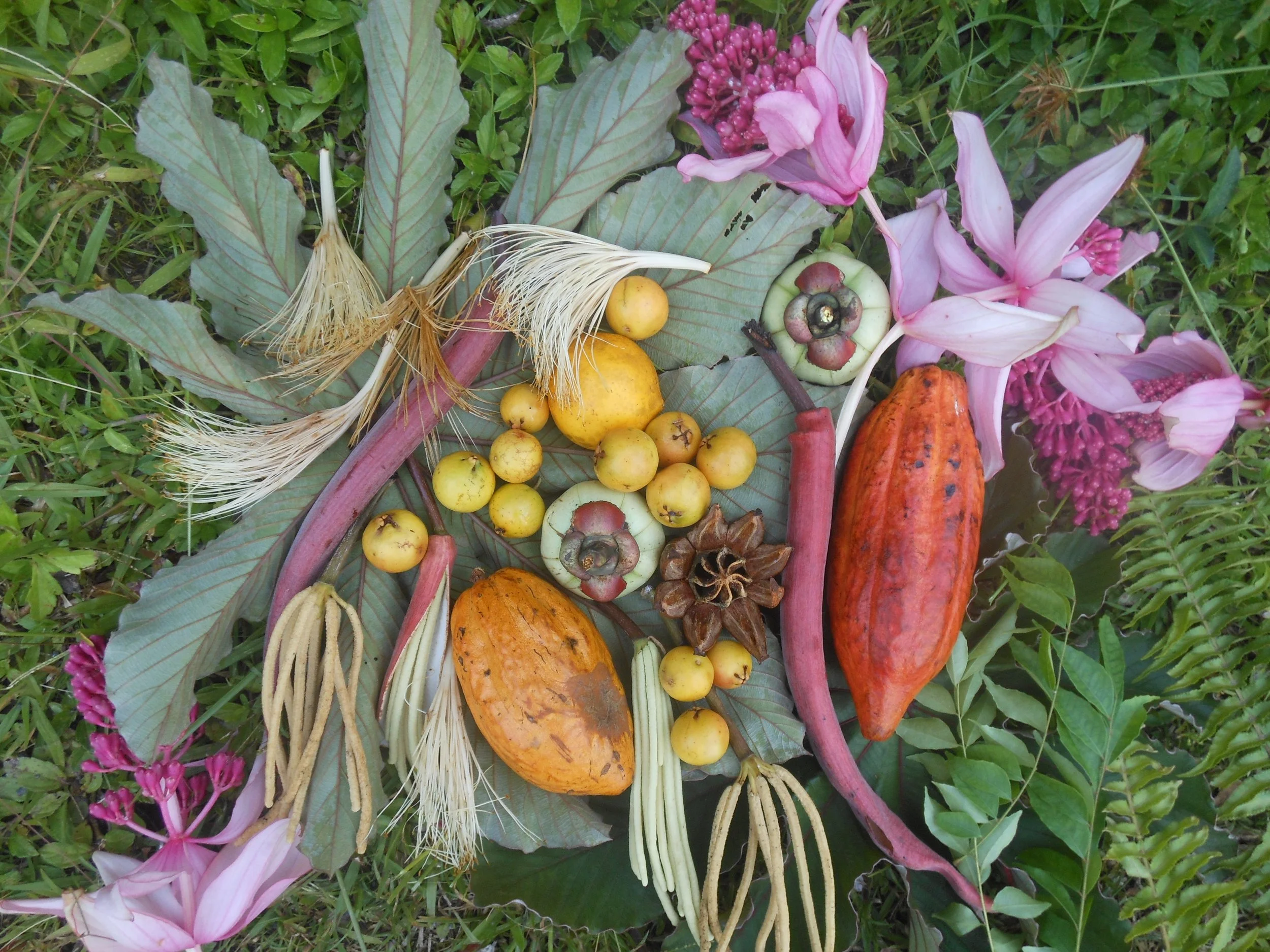 Cecropia Leaf with Pods, FRUITS, and Blossoms
