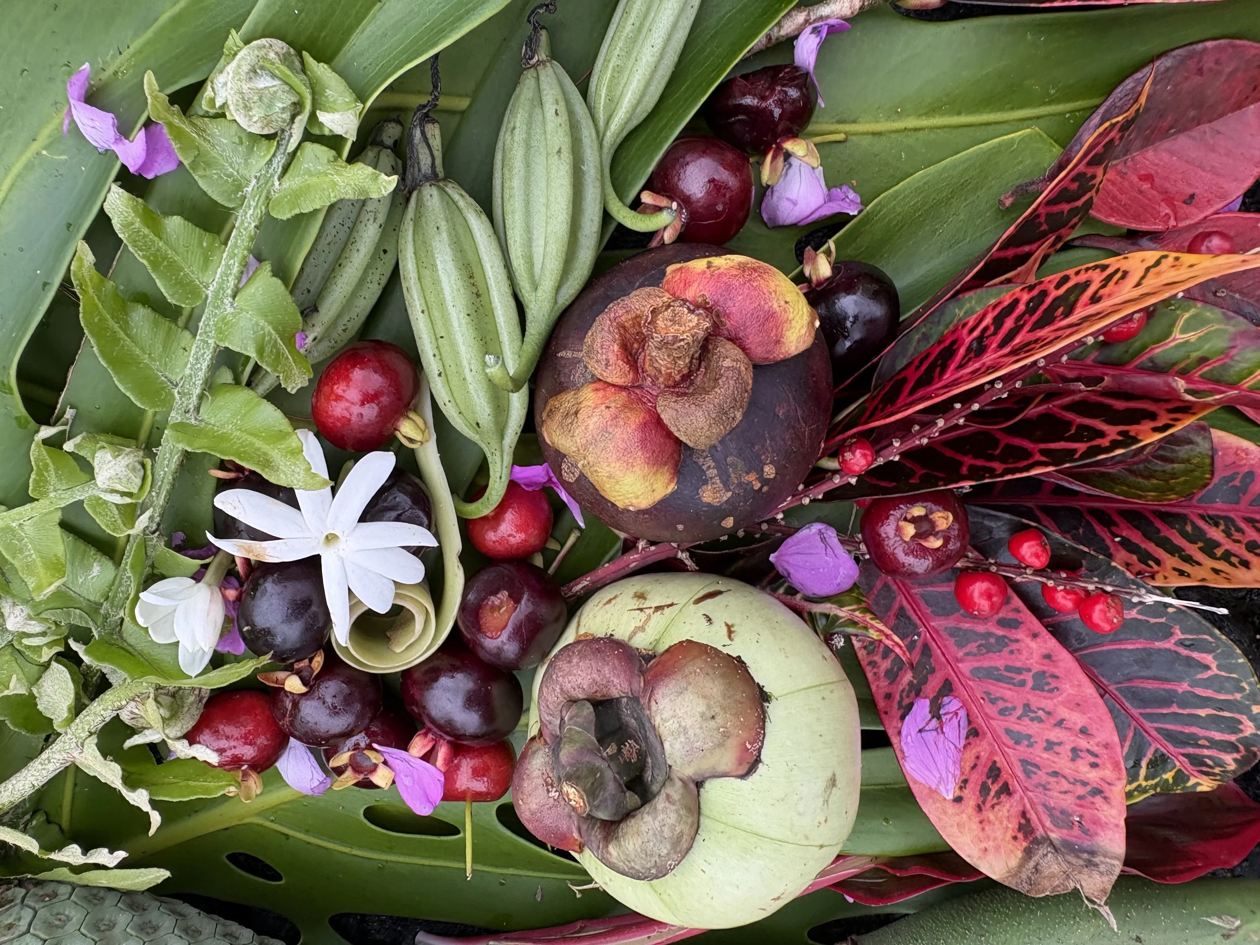 Mangosteen and Pitch Apple with Croton, Brazilian Cherries and Jasmine