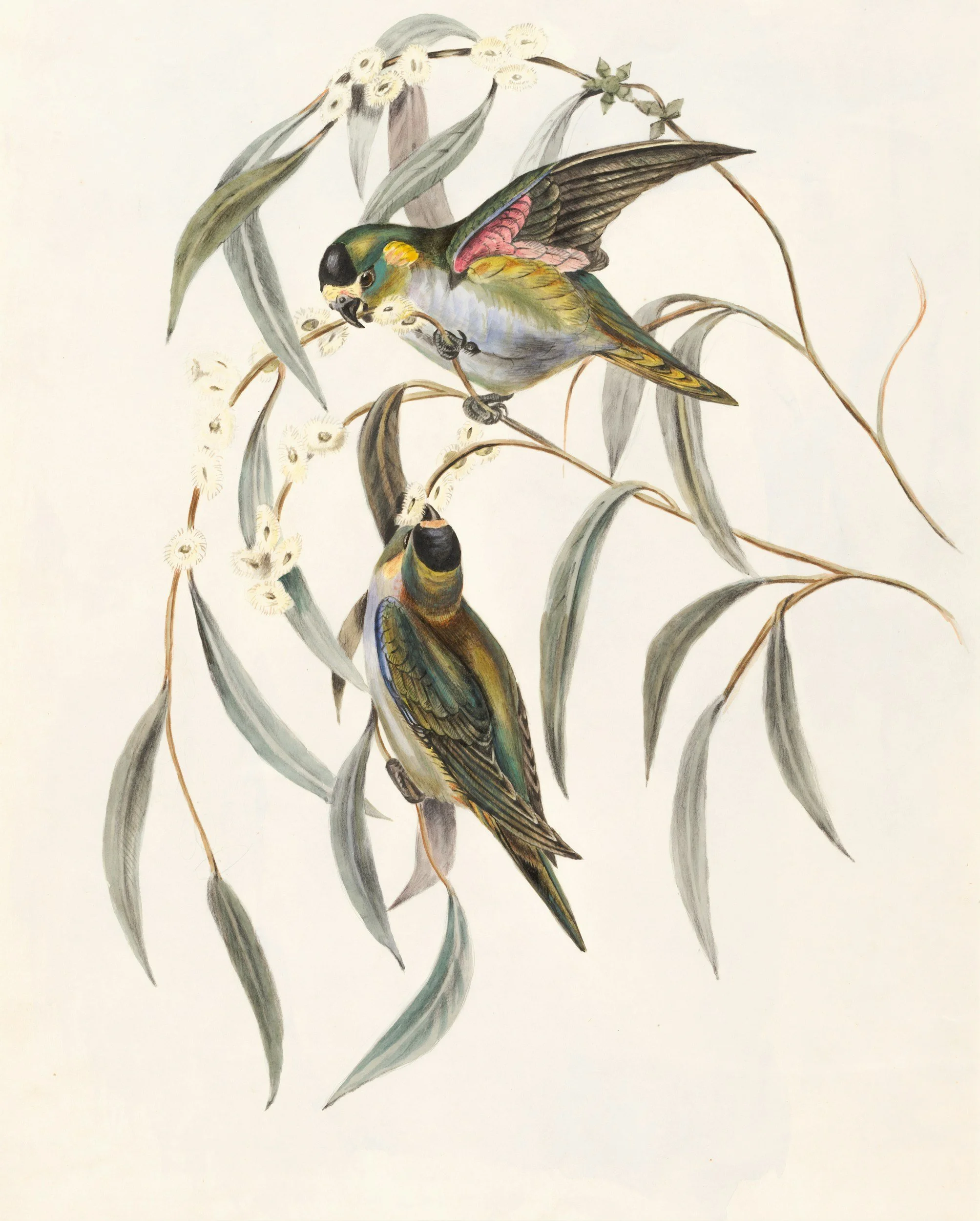two birds dancing on twigs