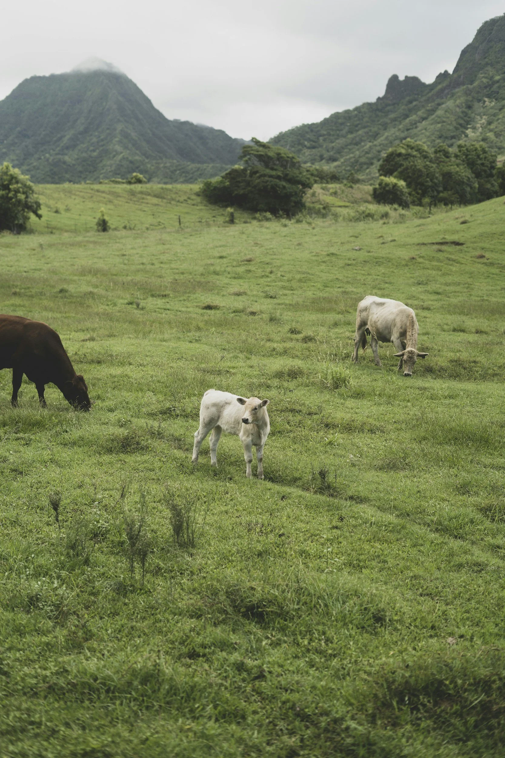 cows on a farm in Hawaii
