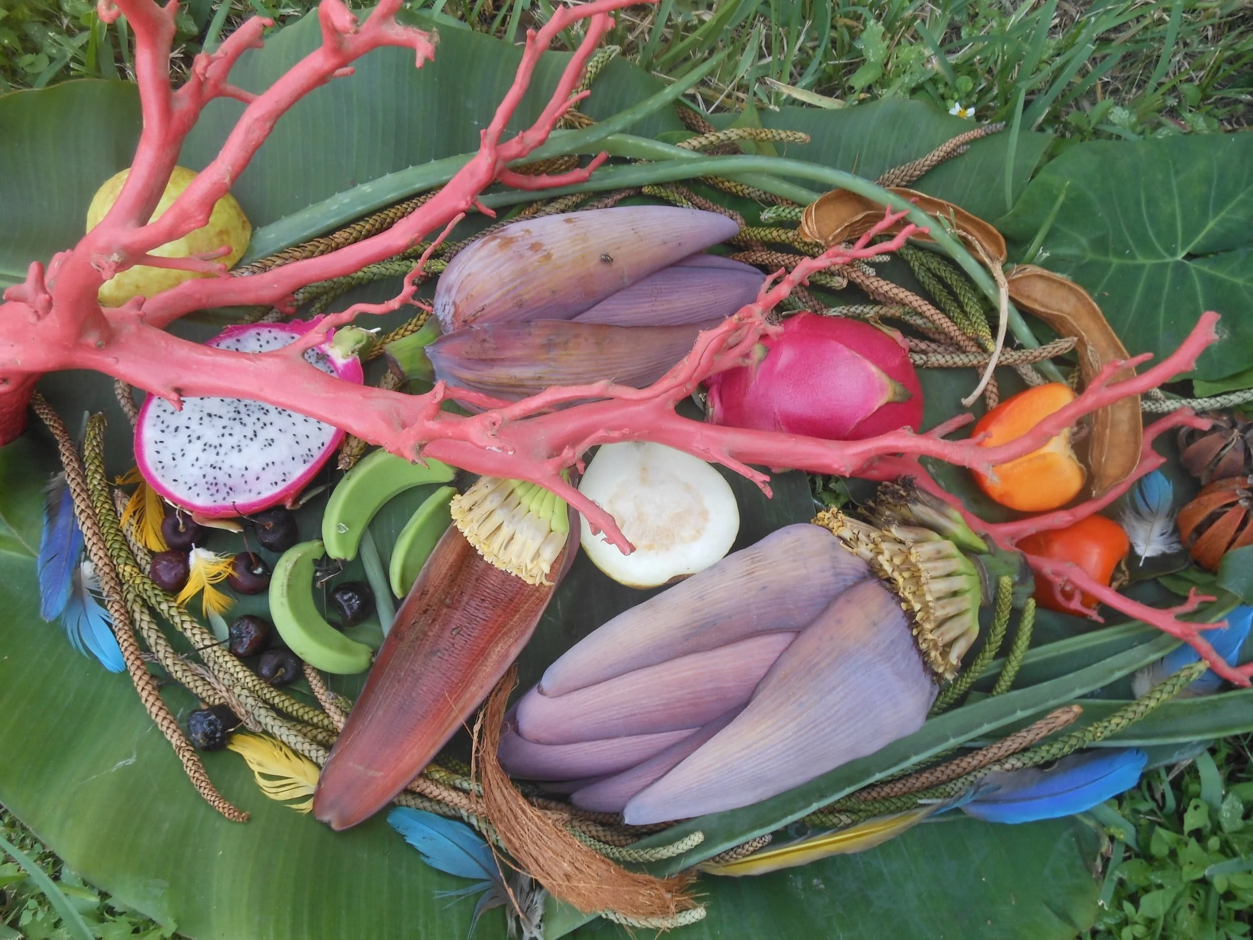 Banana Blossoms WITH Pitaya, Persimmon and Feathers
