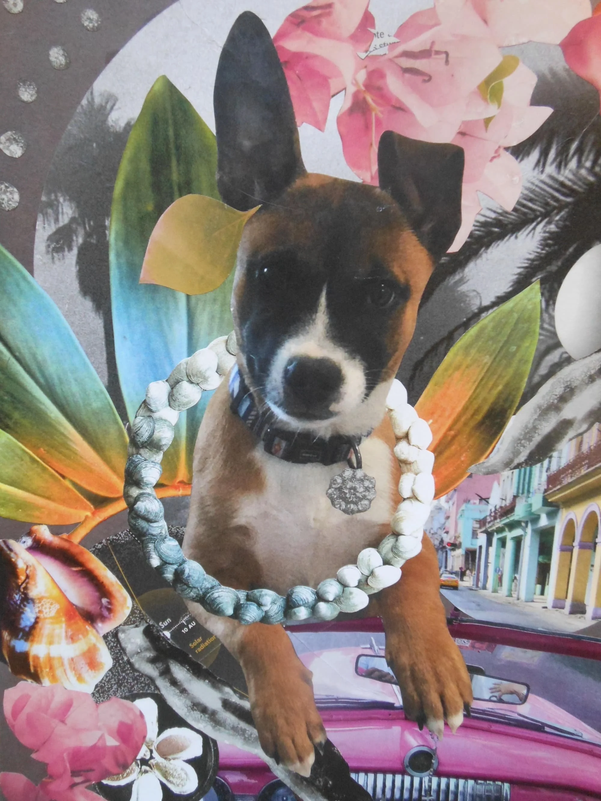 Omar's dog Zoe
