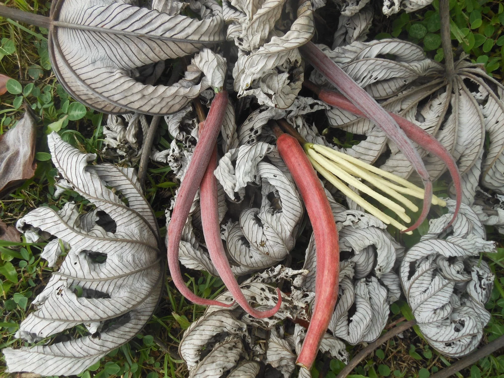 Dried Cecropia LEAVES with Red Pods