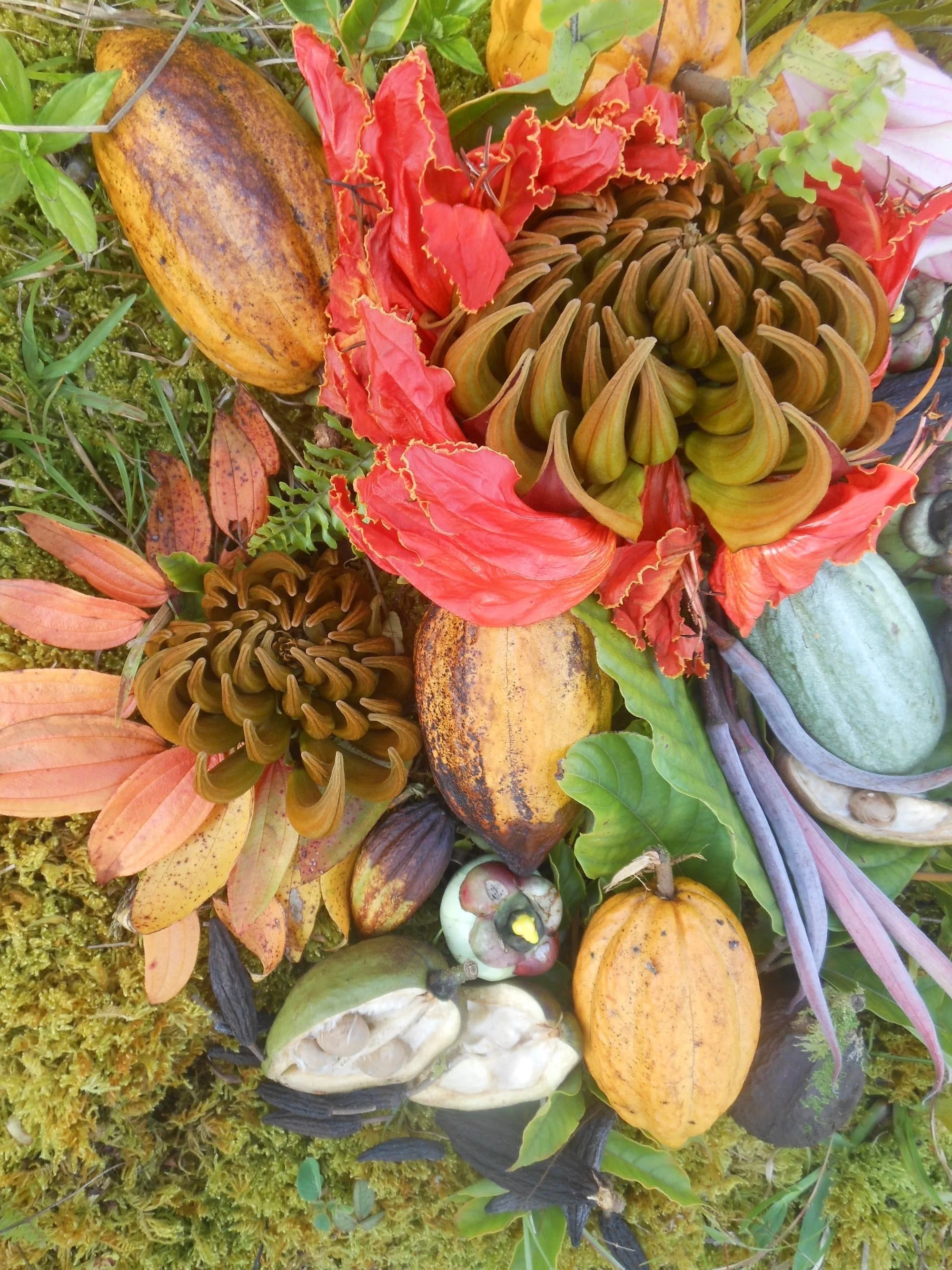 African TULIP Collage