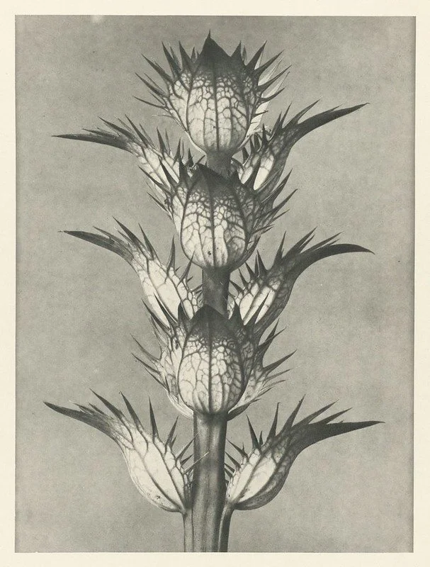 Black and white vintage photo of a plant