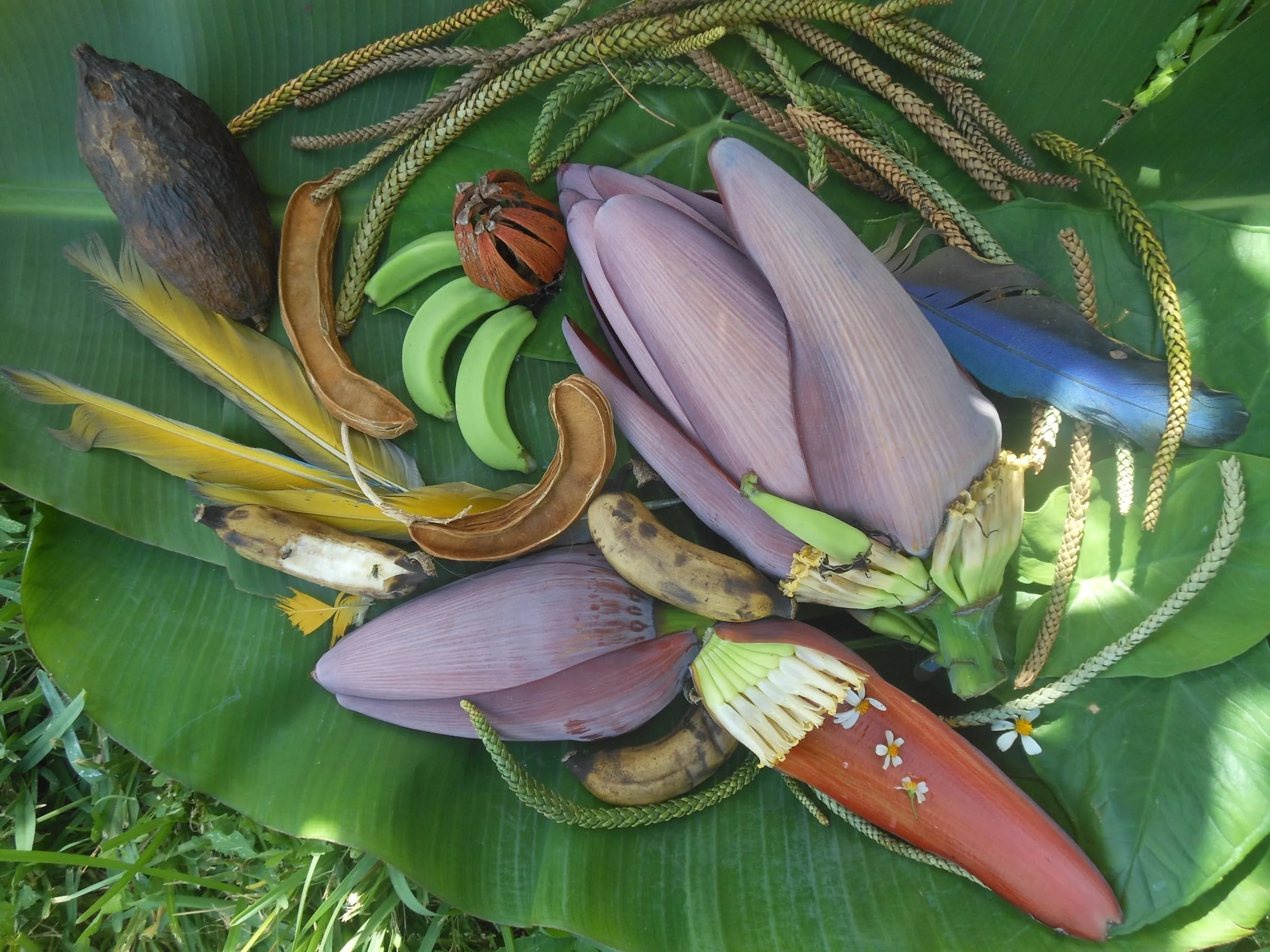 Banana Blossoms with MACAW Feathers