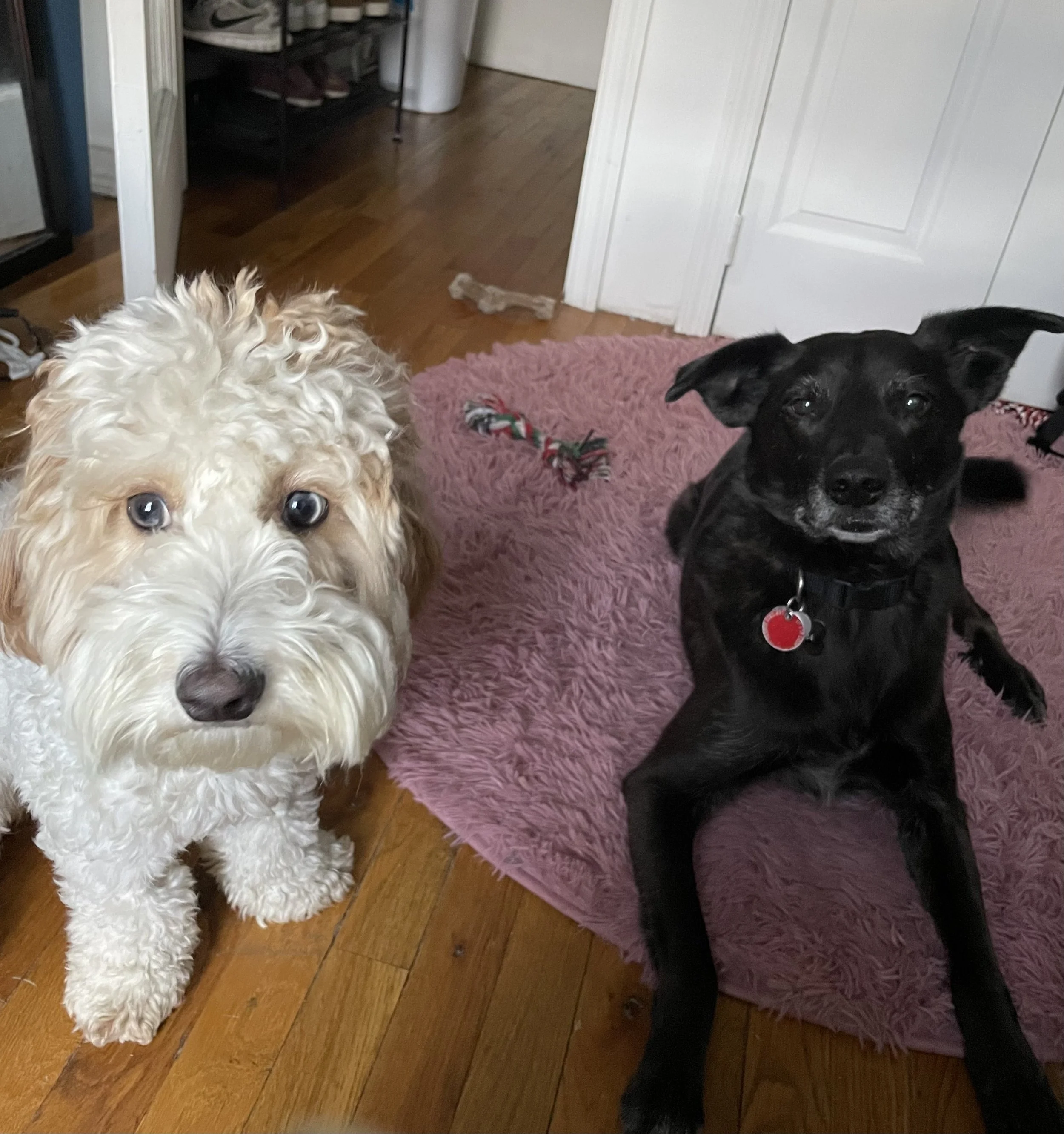 Crystal Fong’s two dogs, highlighting the human-animal bond and emotional support