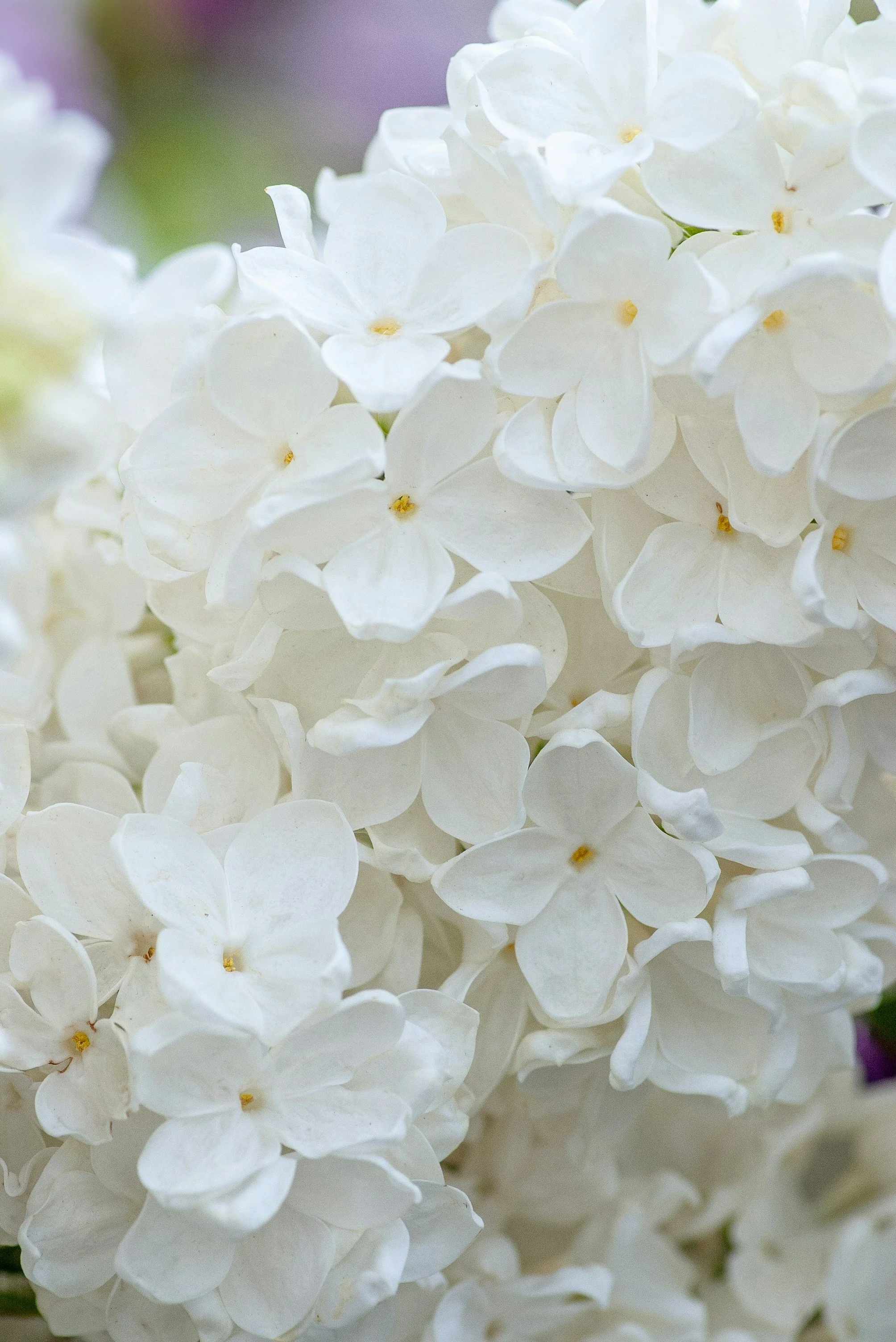 Close-up of white hydrangea flowers with multiple petals and small yellow centers.