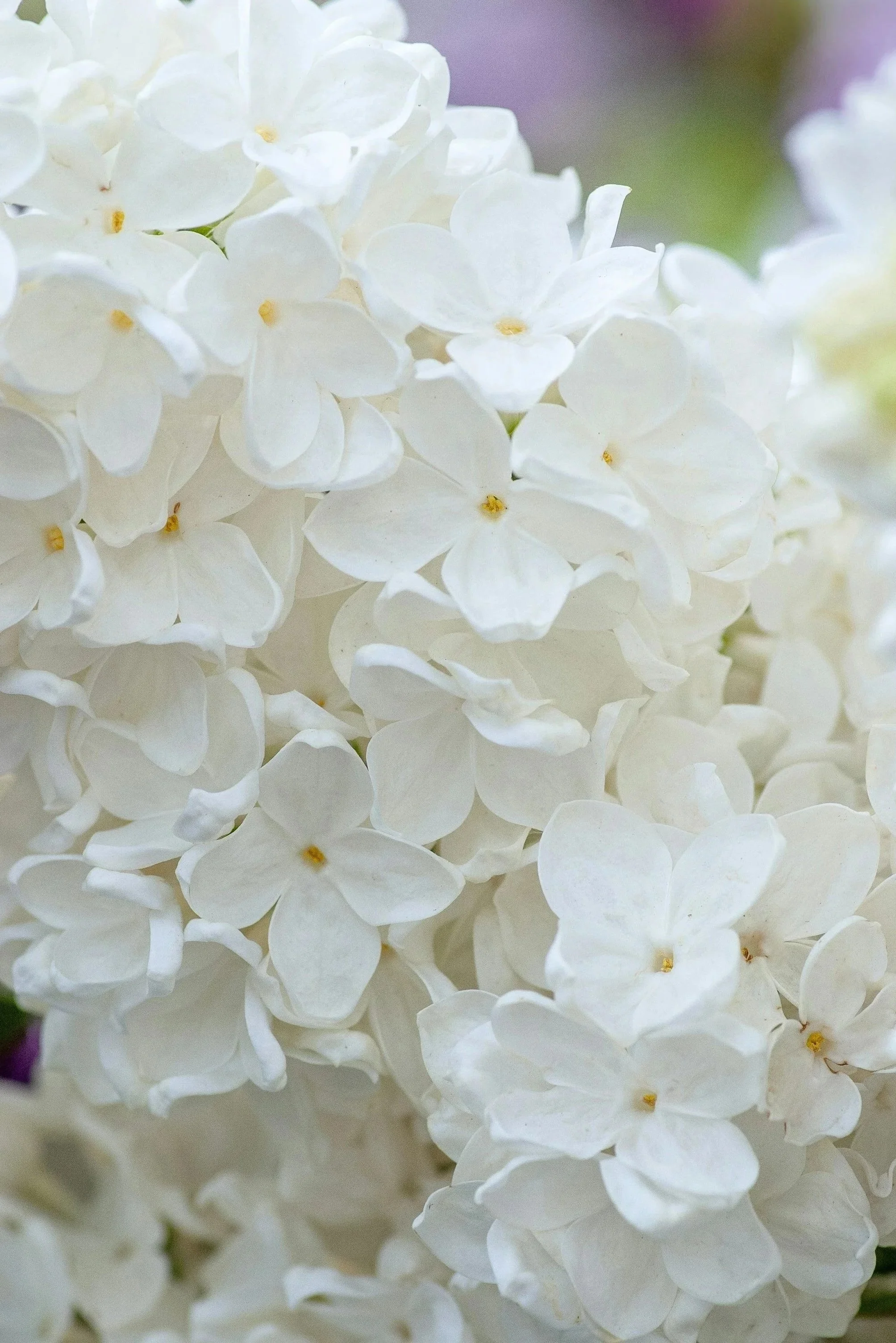 Close-up of white hydrangea flowers.