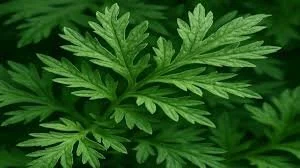 MUGWORT LEAVES.jfif