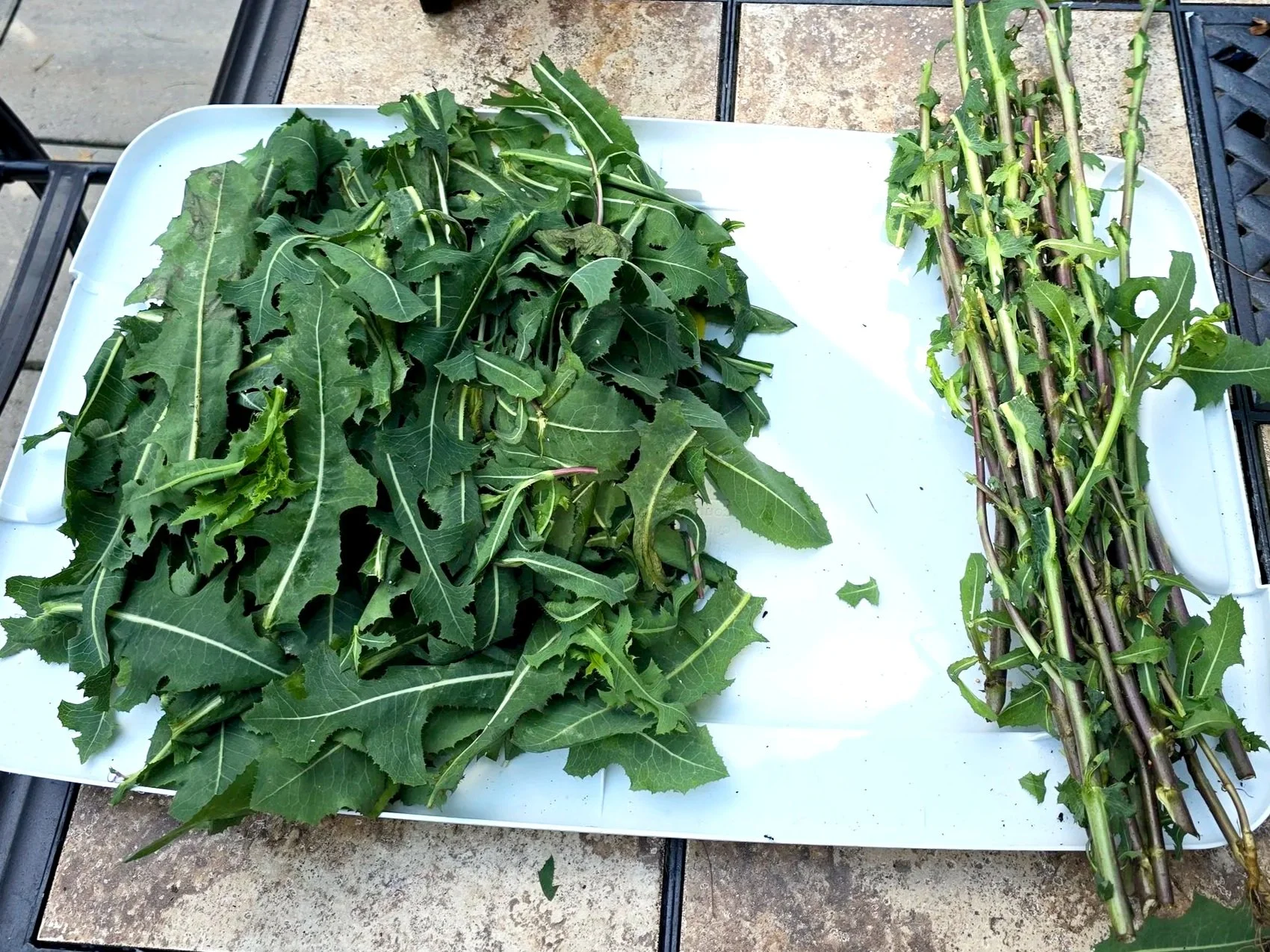 Wild Lettuce Tincture | Wildcrafted Herbal Extract