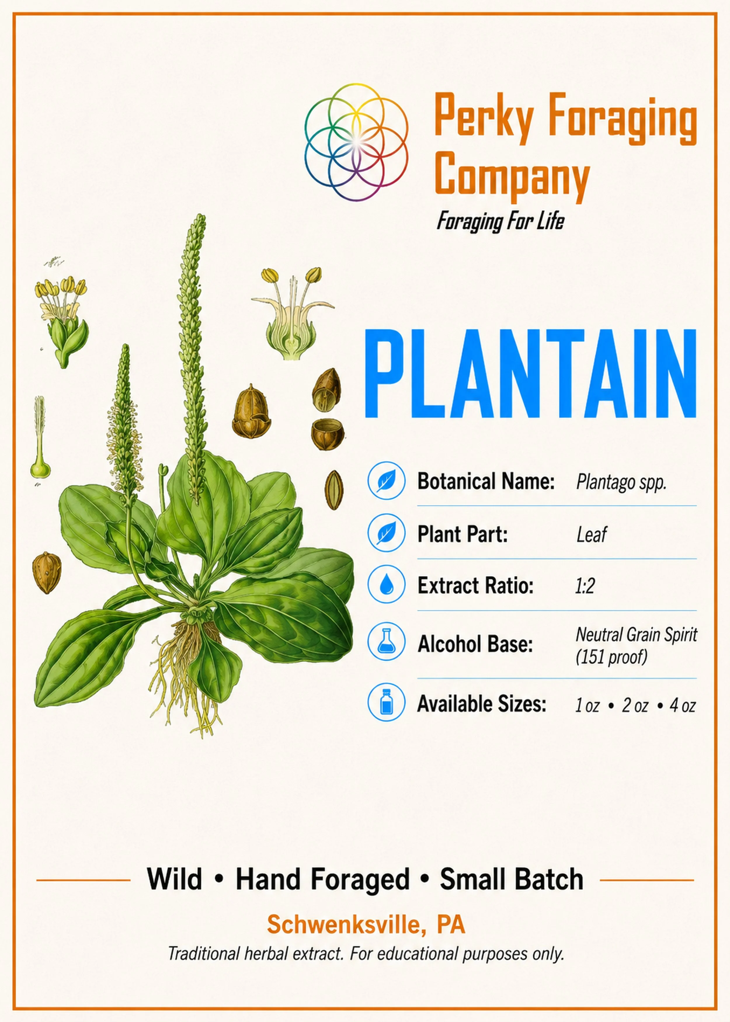 Plantain tincture display card with vintage botanical illustration