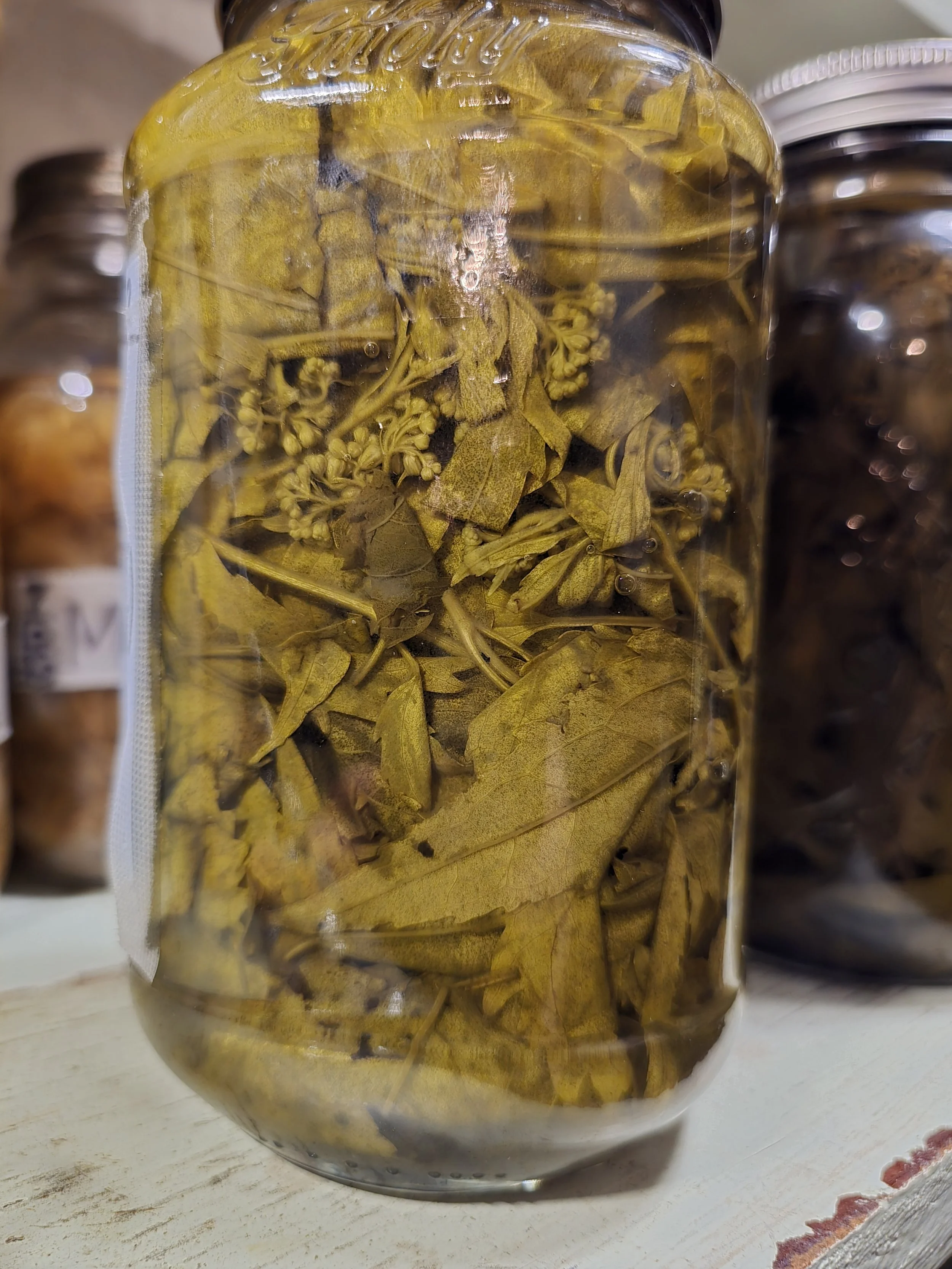 Boneset Tincture | Wildcrafted Herbal Extract