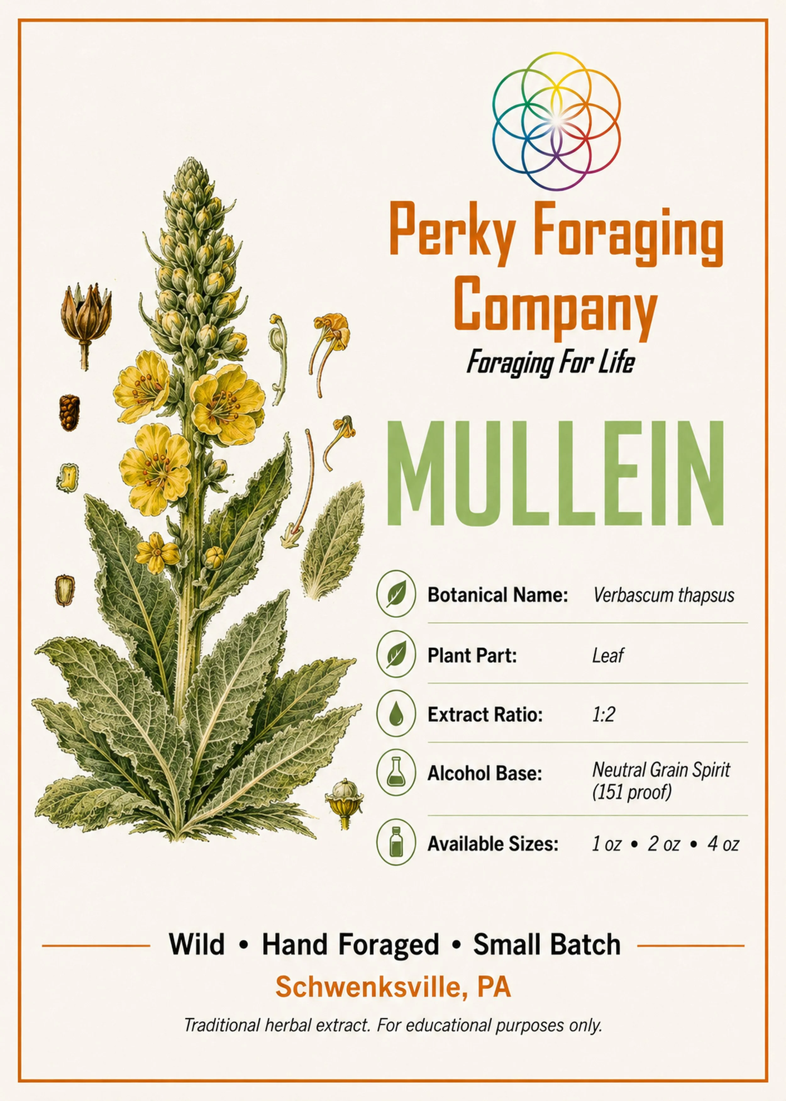 Mullein tincture display card with vintage botanical illustration