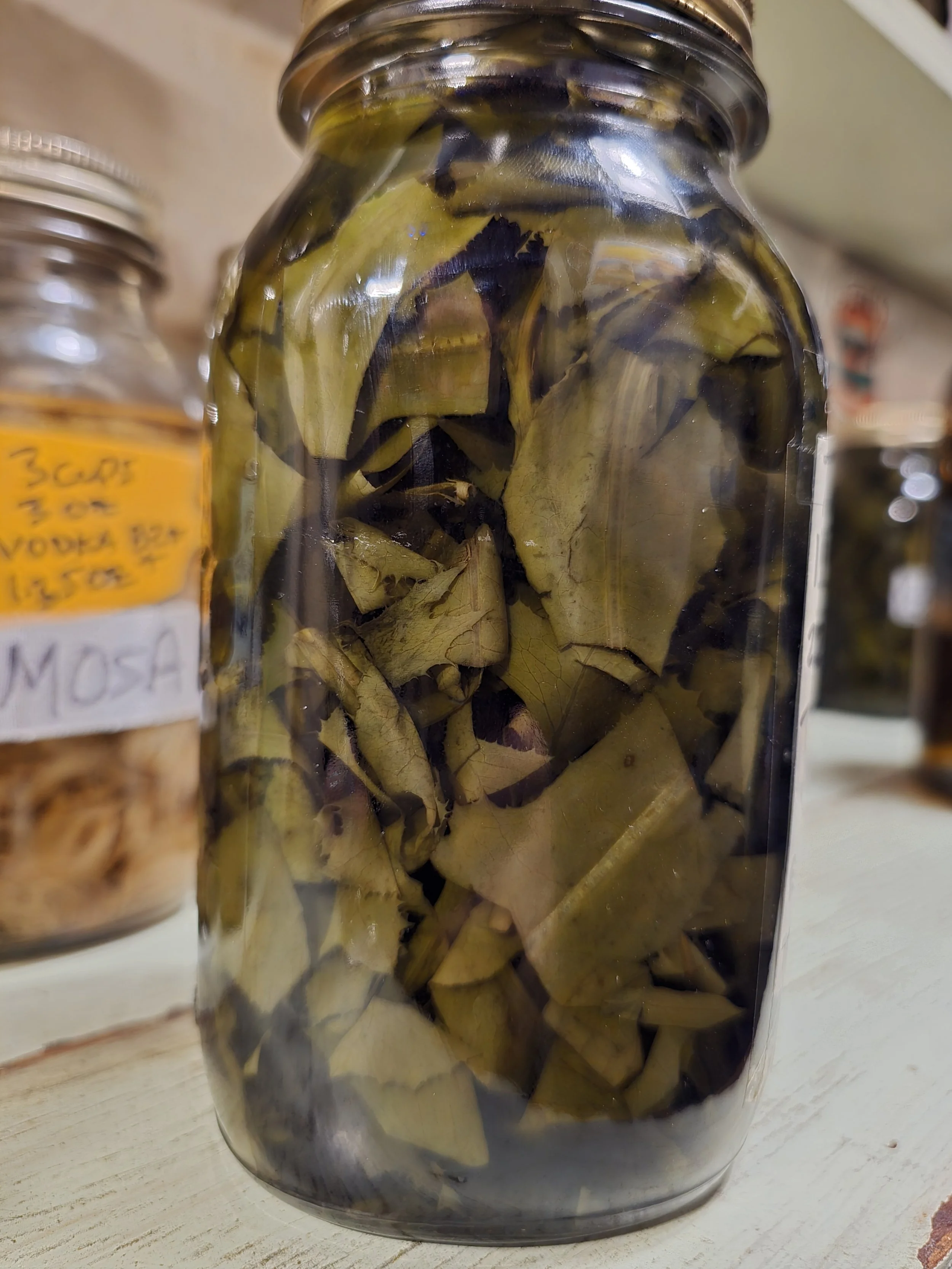 Wild Lettuce Tincture | Wildcrafted Herbal Extract