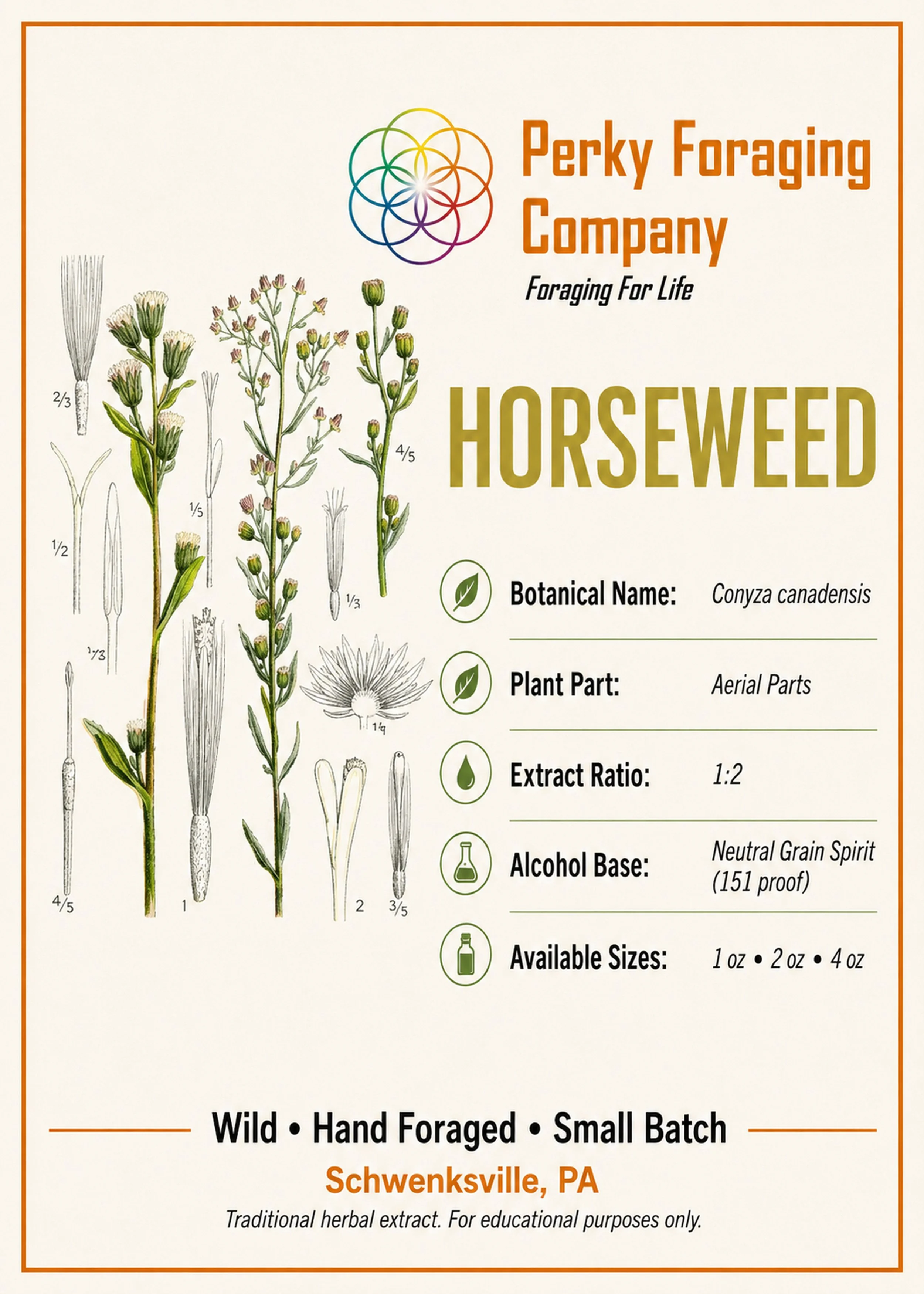 Horseweed tincture display card with vintage botanical illustration