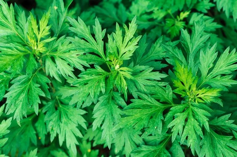 MUGWORT.jpg