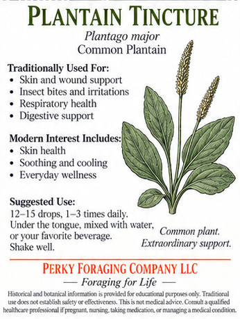 PLANTAIN.png