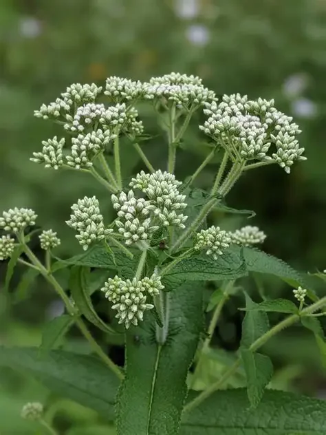 BONESET.webp