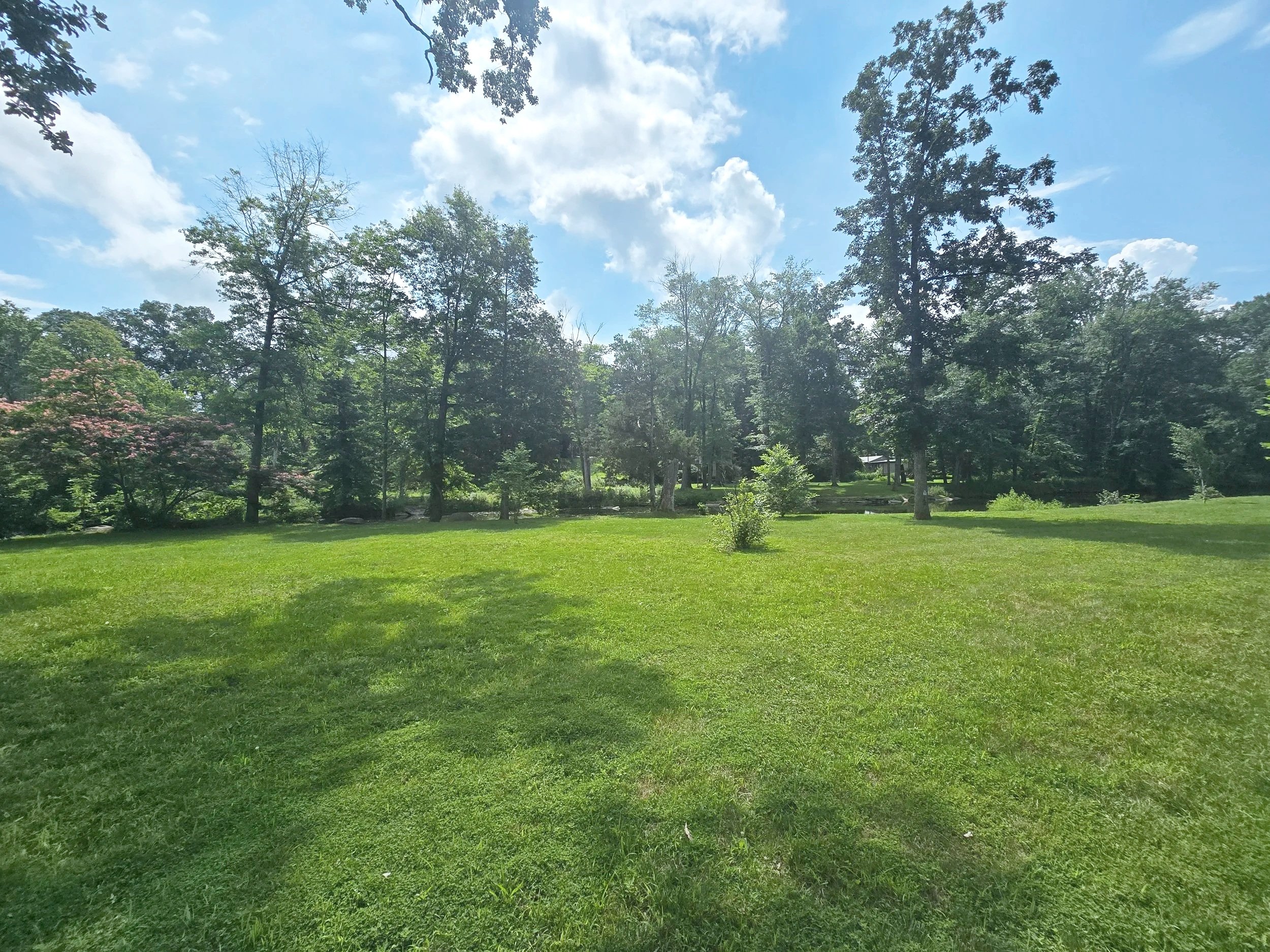 Wild Lettuce Tincture | Wildcrafted Herbal Extract