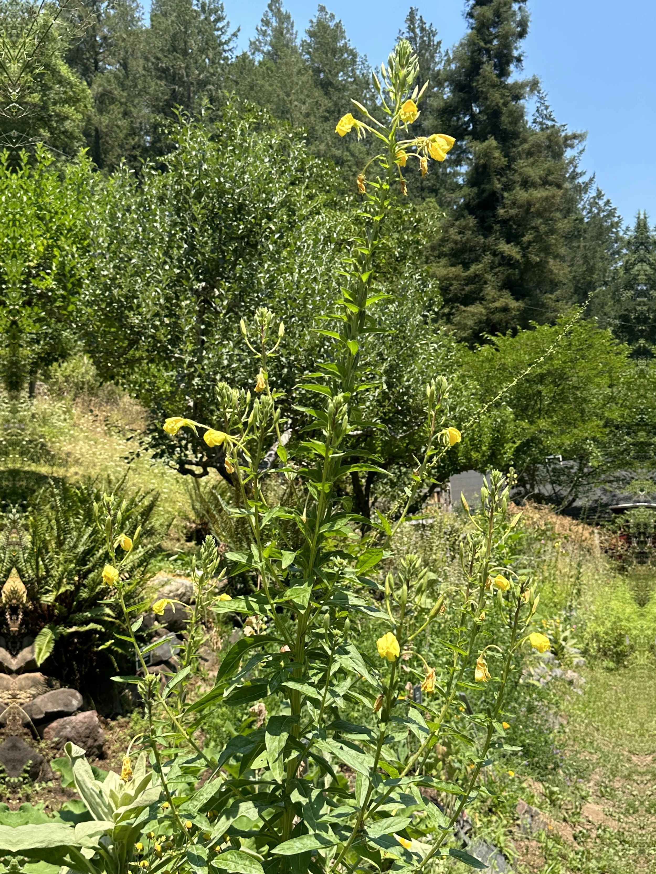 Garden- Tier Three