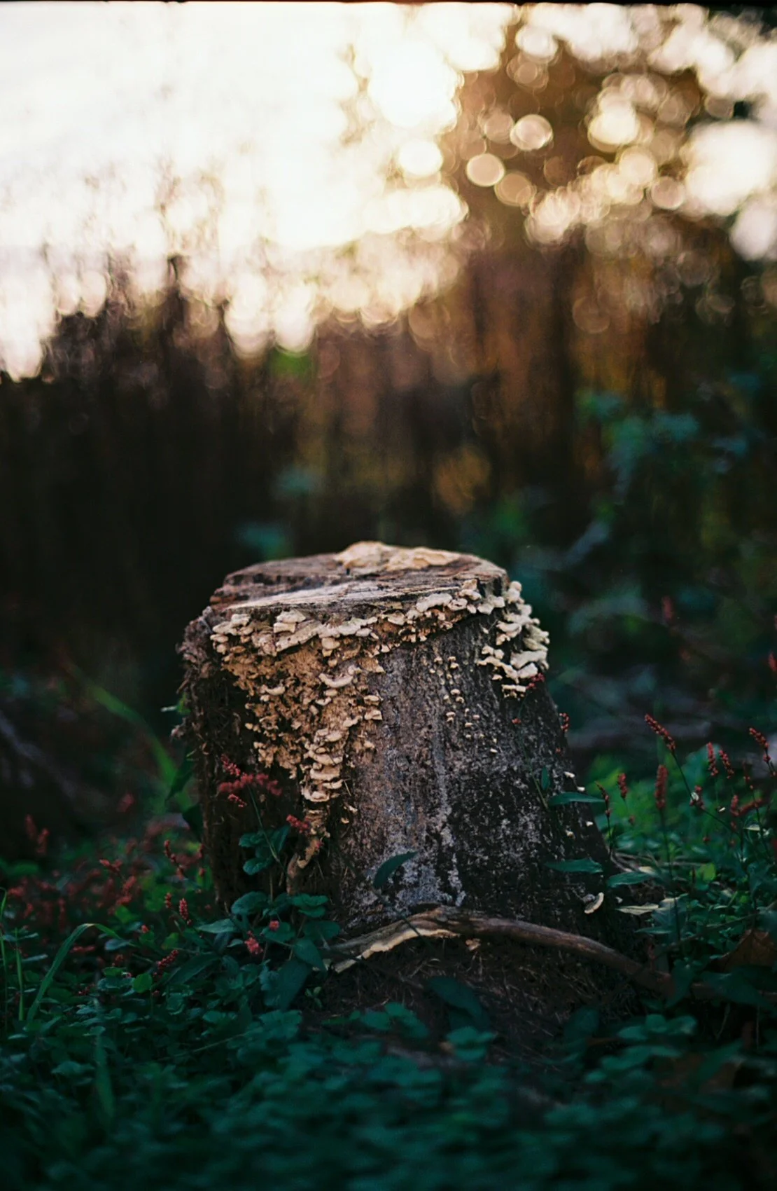 Rooted- Tier Two