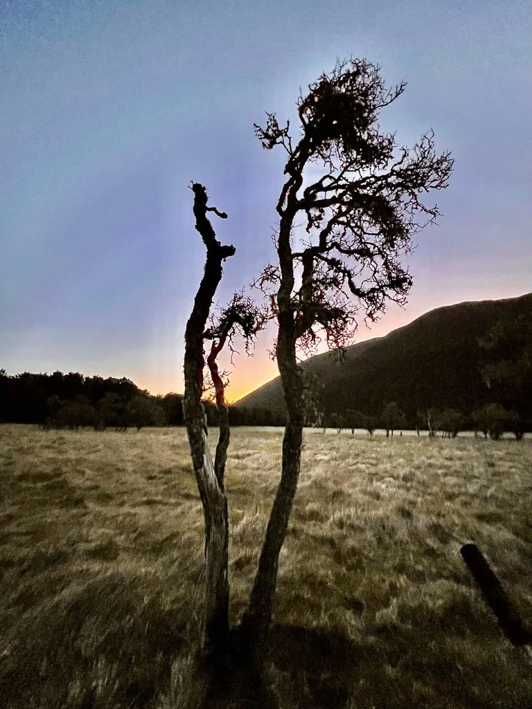 HopeKiwiHutUpload00016.jpg