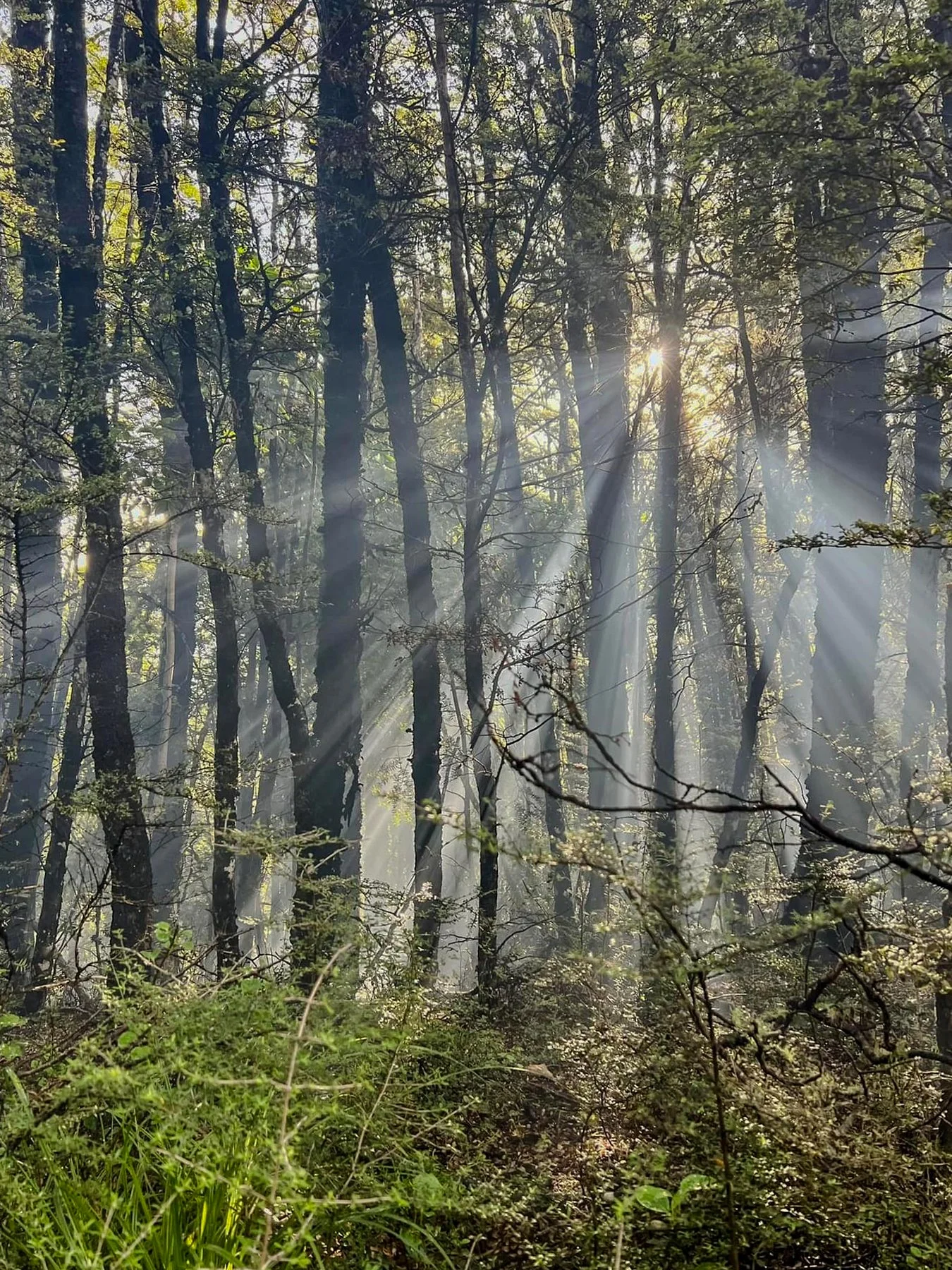Benmore Hut Hike  2023.02 South Island, New Zealand