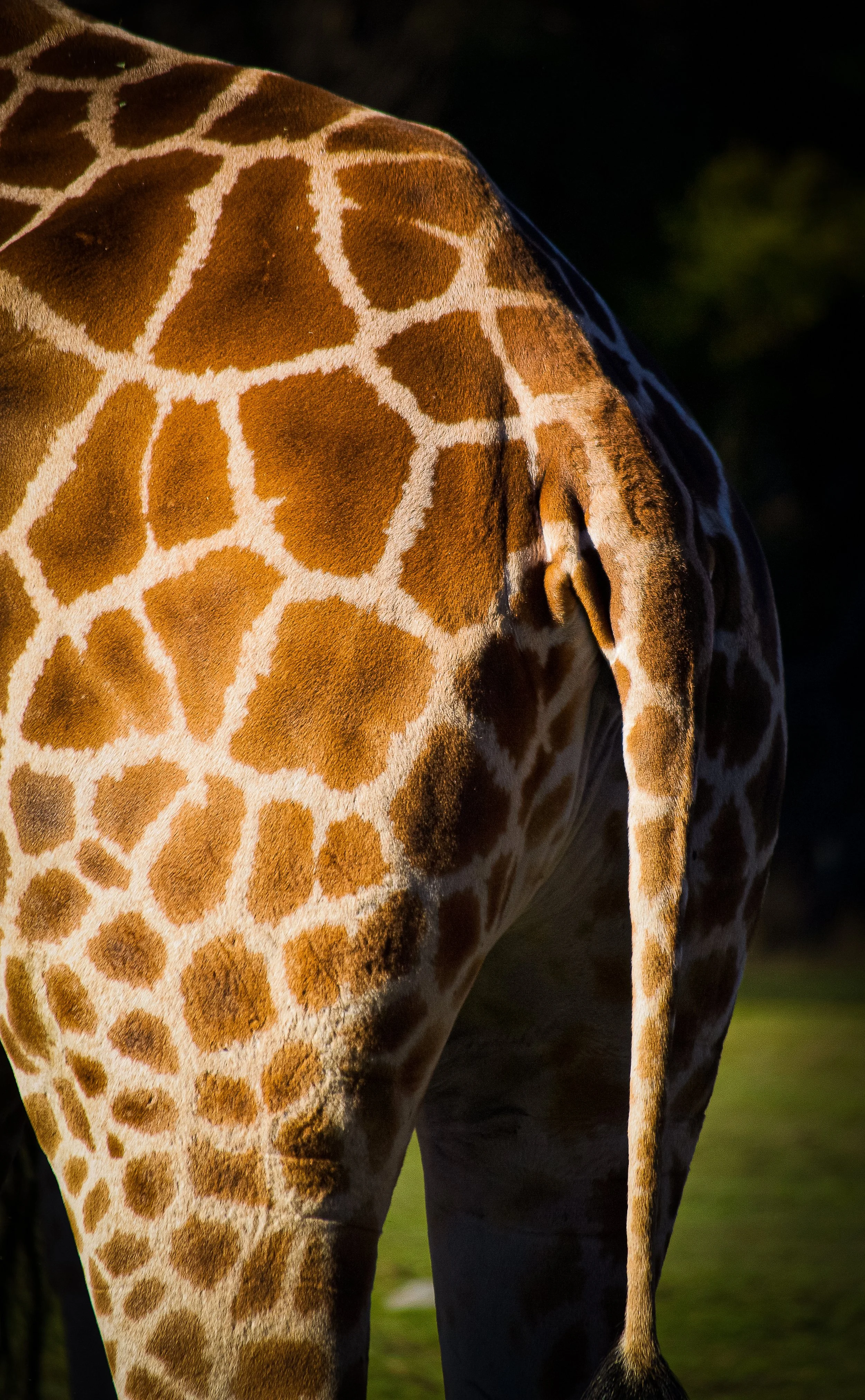 Orana Wildlife Park 06.2019. Christchurch, New Zealand