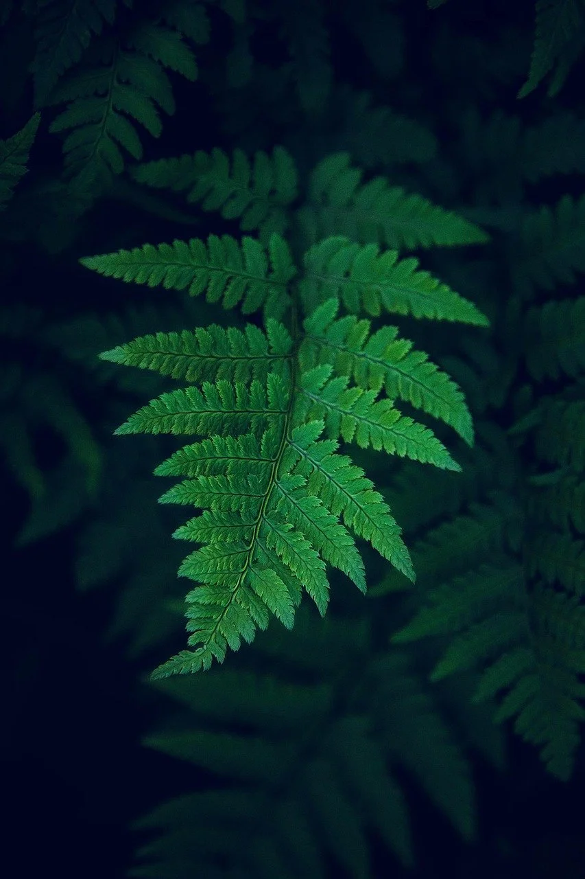 Green fern leaf with intricate fronds, dark background