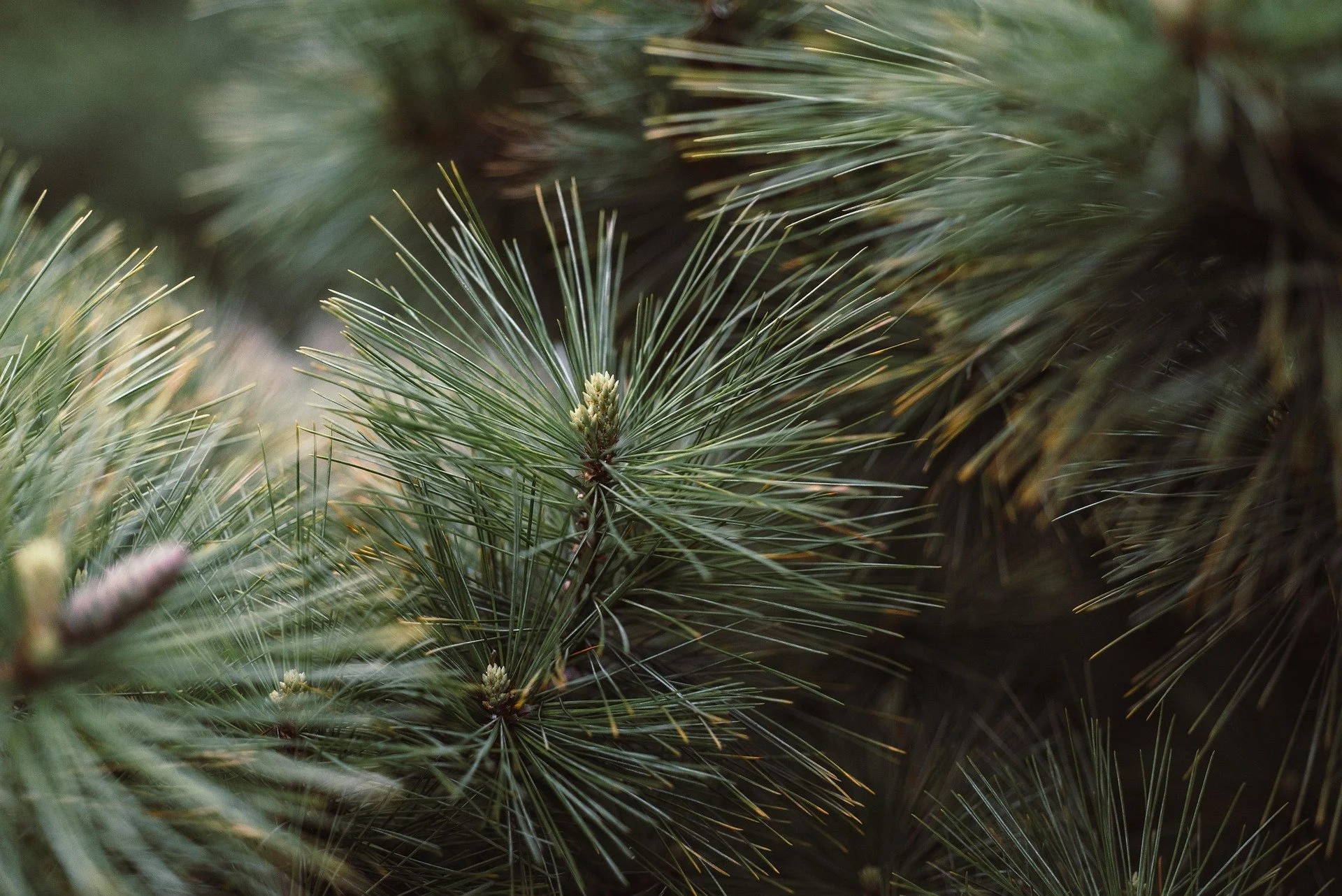 Close-up of pine tree branches with long, thin, green needles.