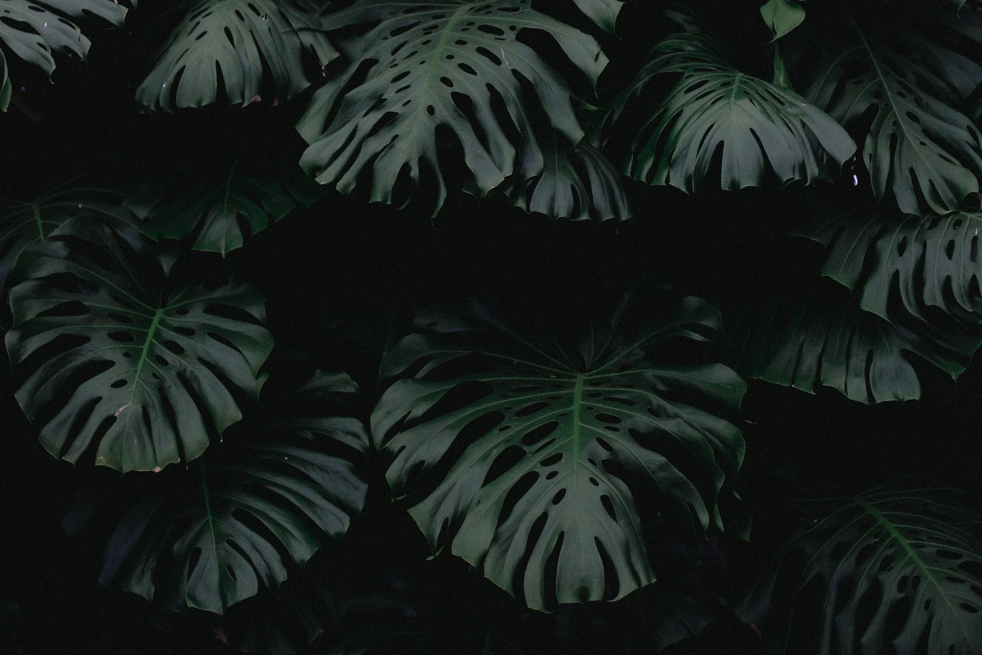 Dark green tropical leaves, likely Monstera, overlapping in a dense arrangement