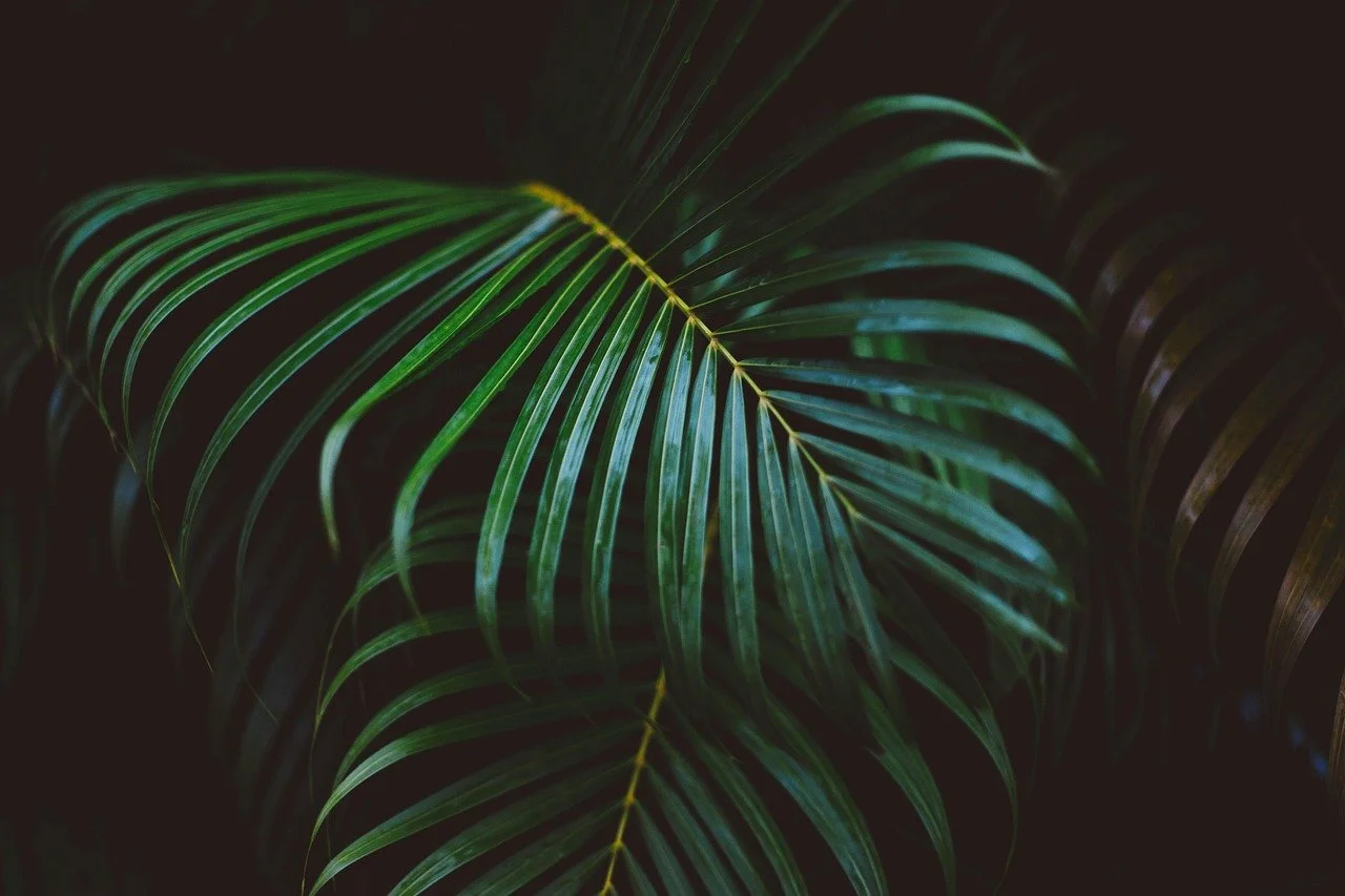 Close-up of a green palm leaf with dark background.
