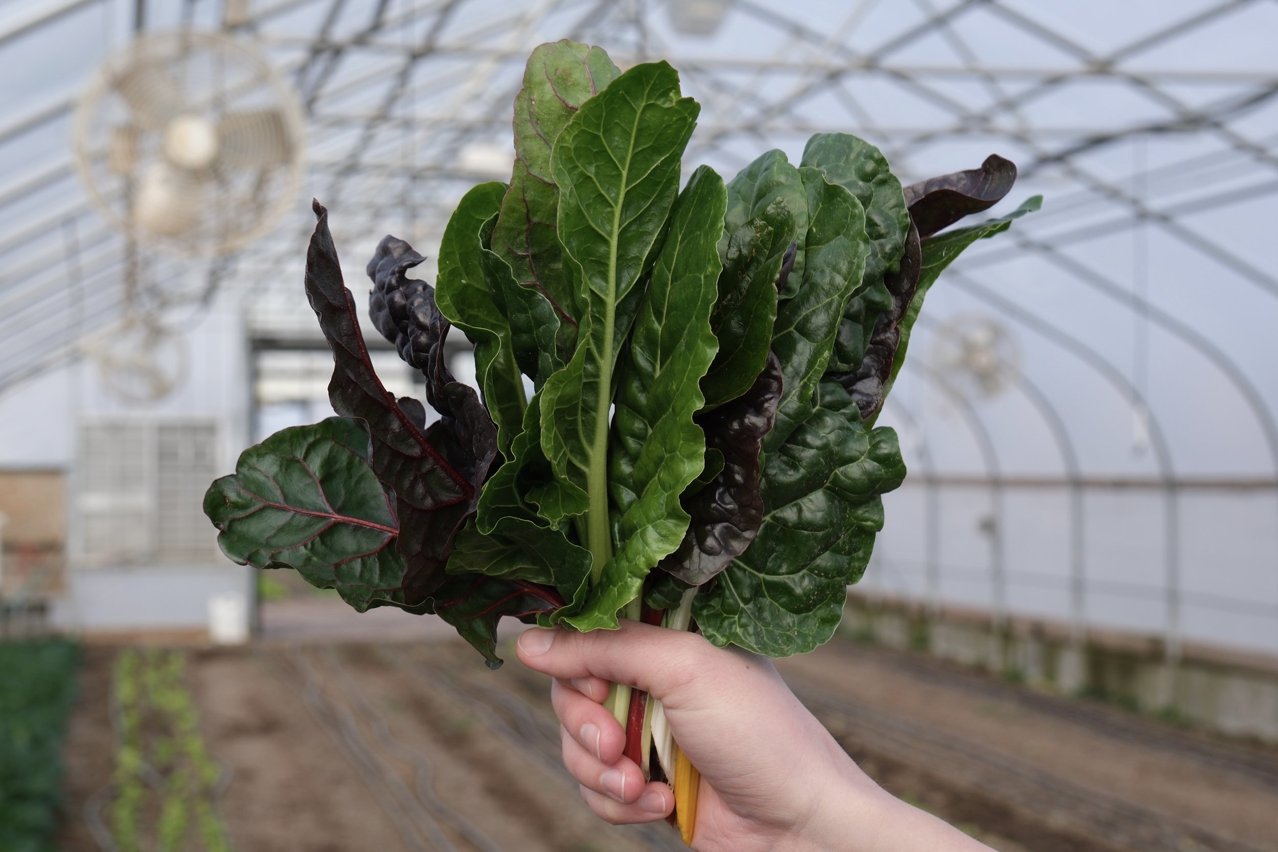 Swiss Chard