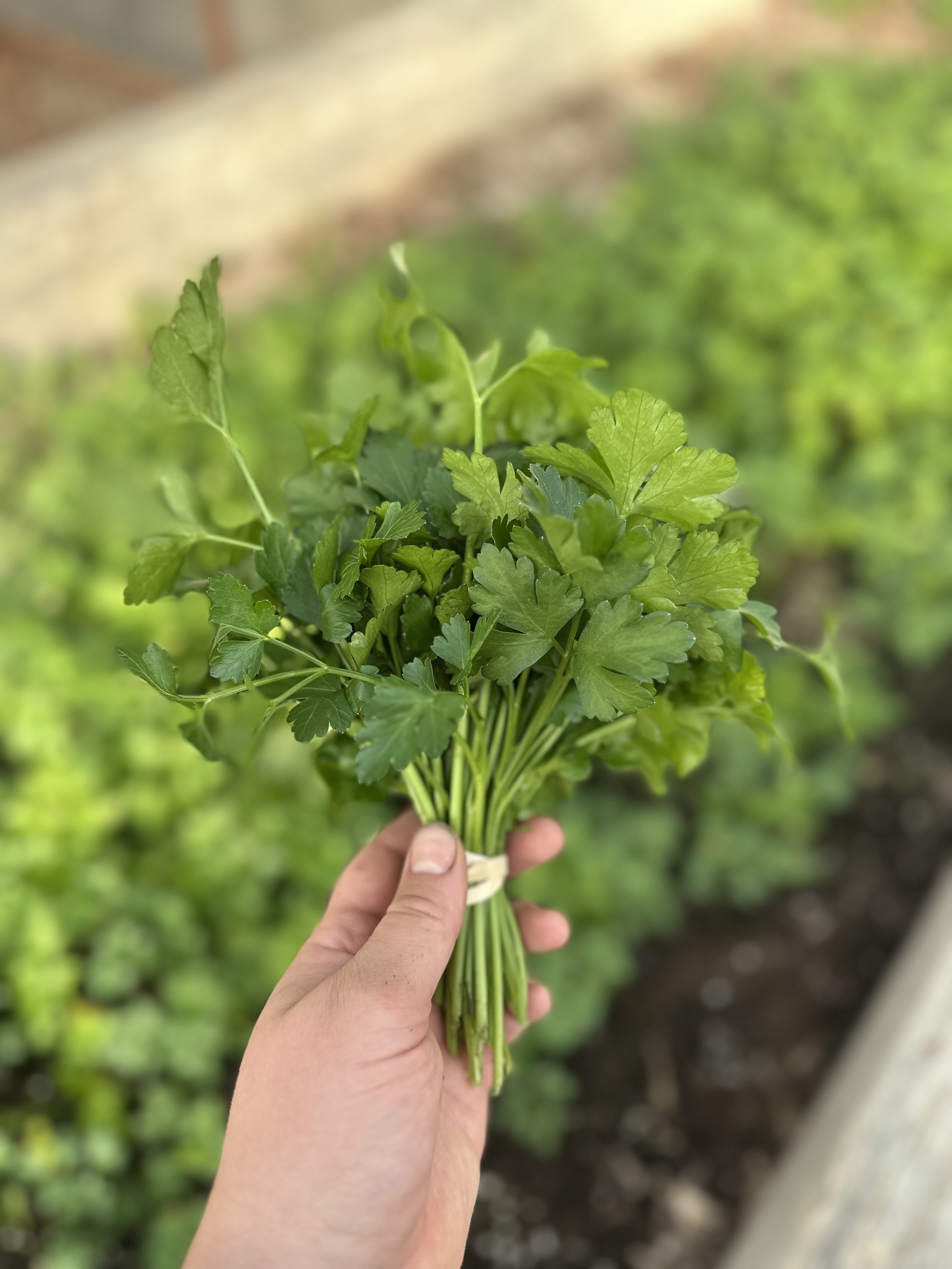 Parsley