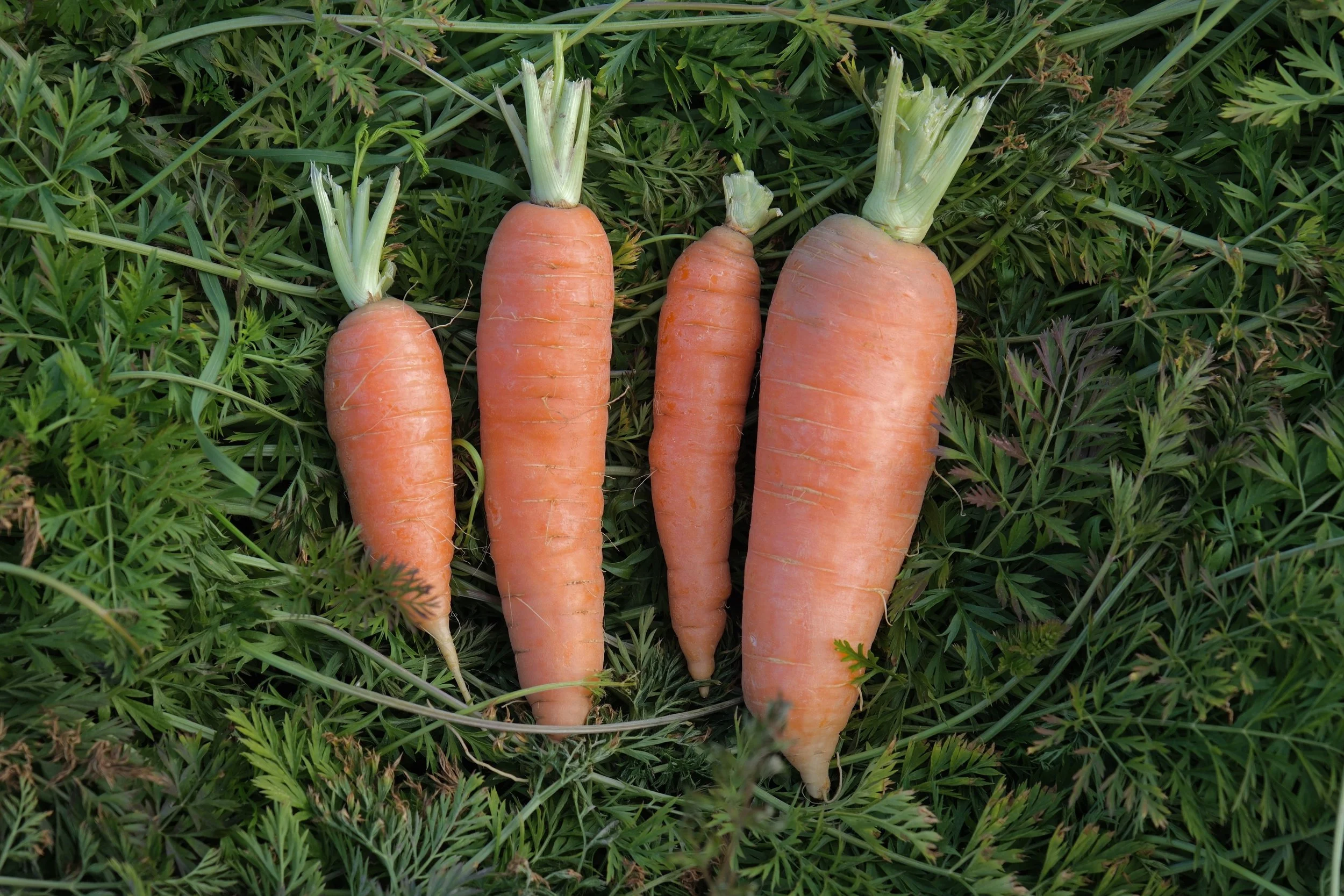 Carrots