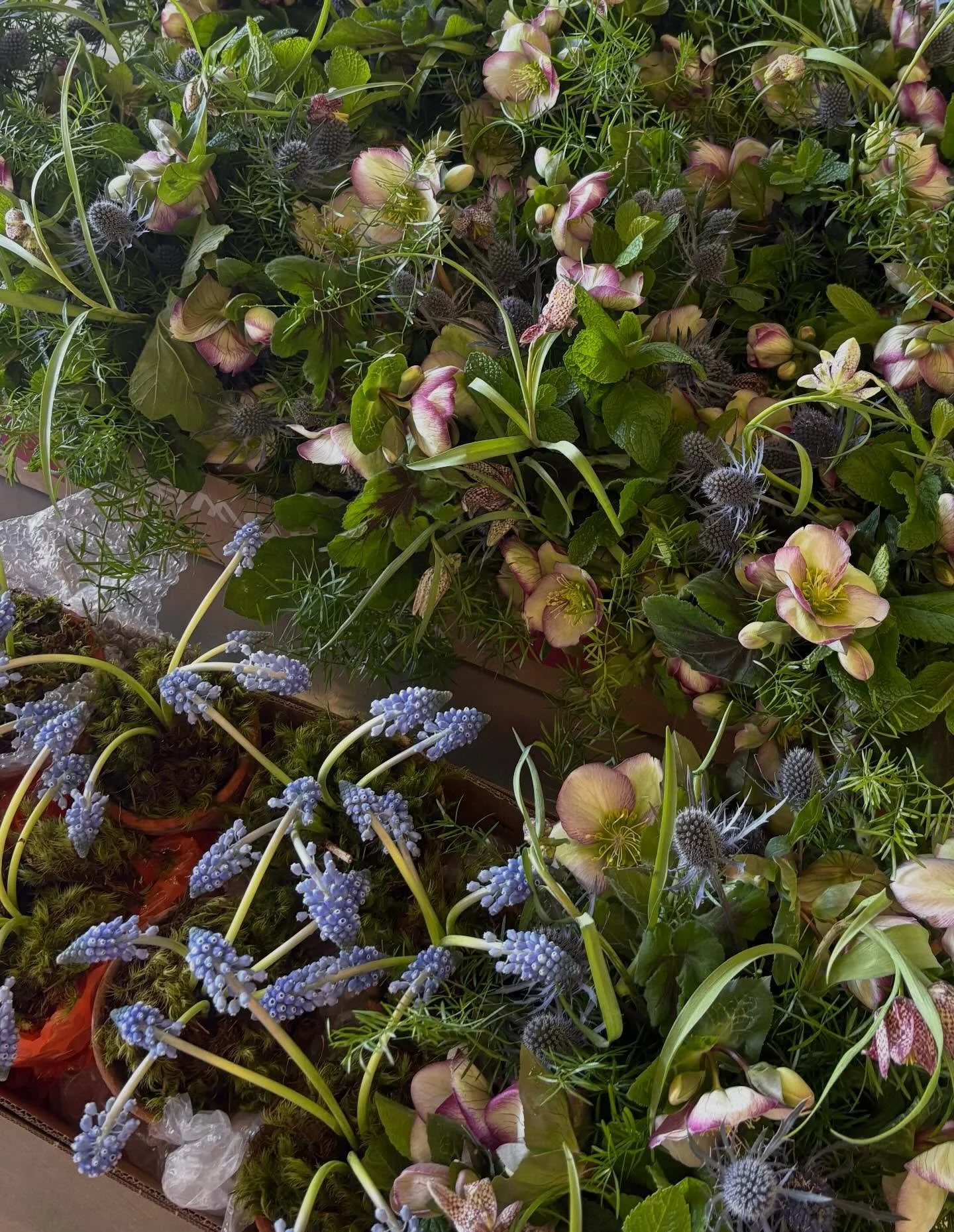 Spring entering the studio !!